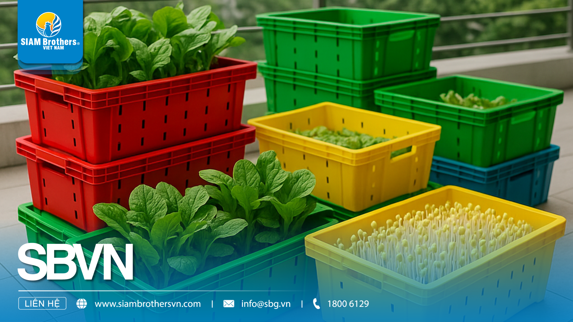 Khay nhựa ươm cây giống là gì? Cấu tạo, công dụng và cách sử dụng hiệu quả nhất