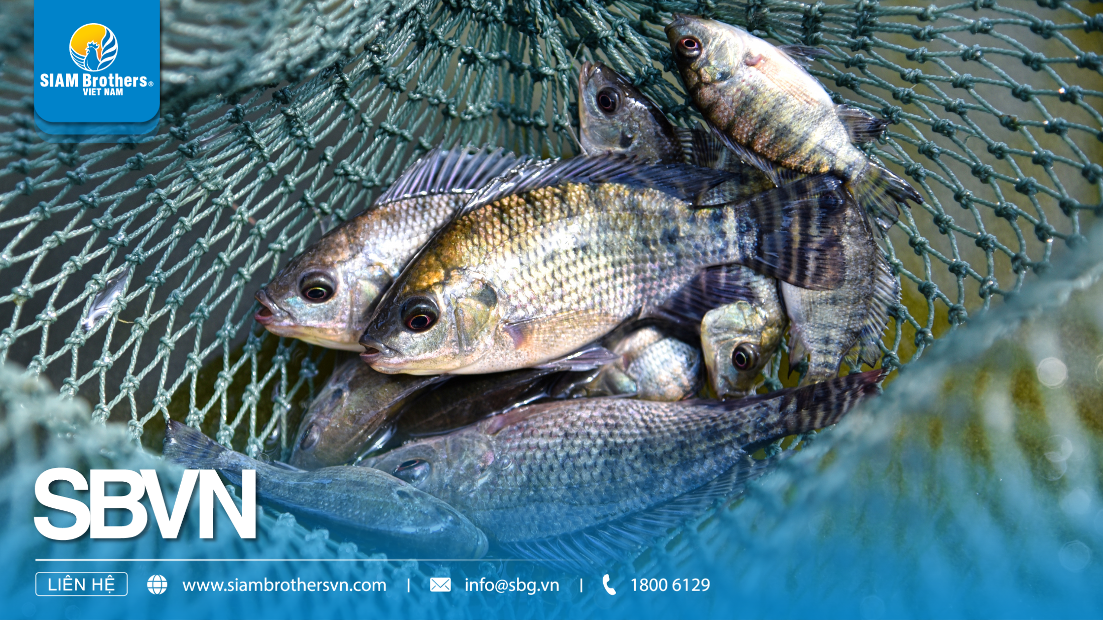 Kỹ thuật nuôi cá rô phi thương phẩm nhanh lớn, ít dịch bệnh