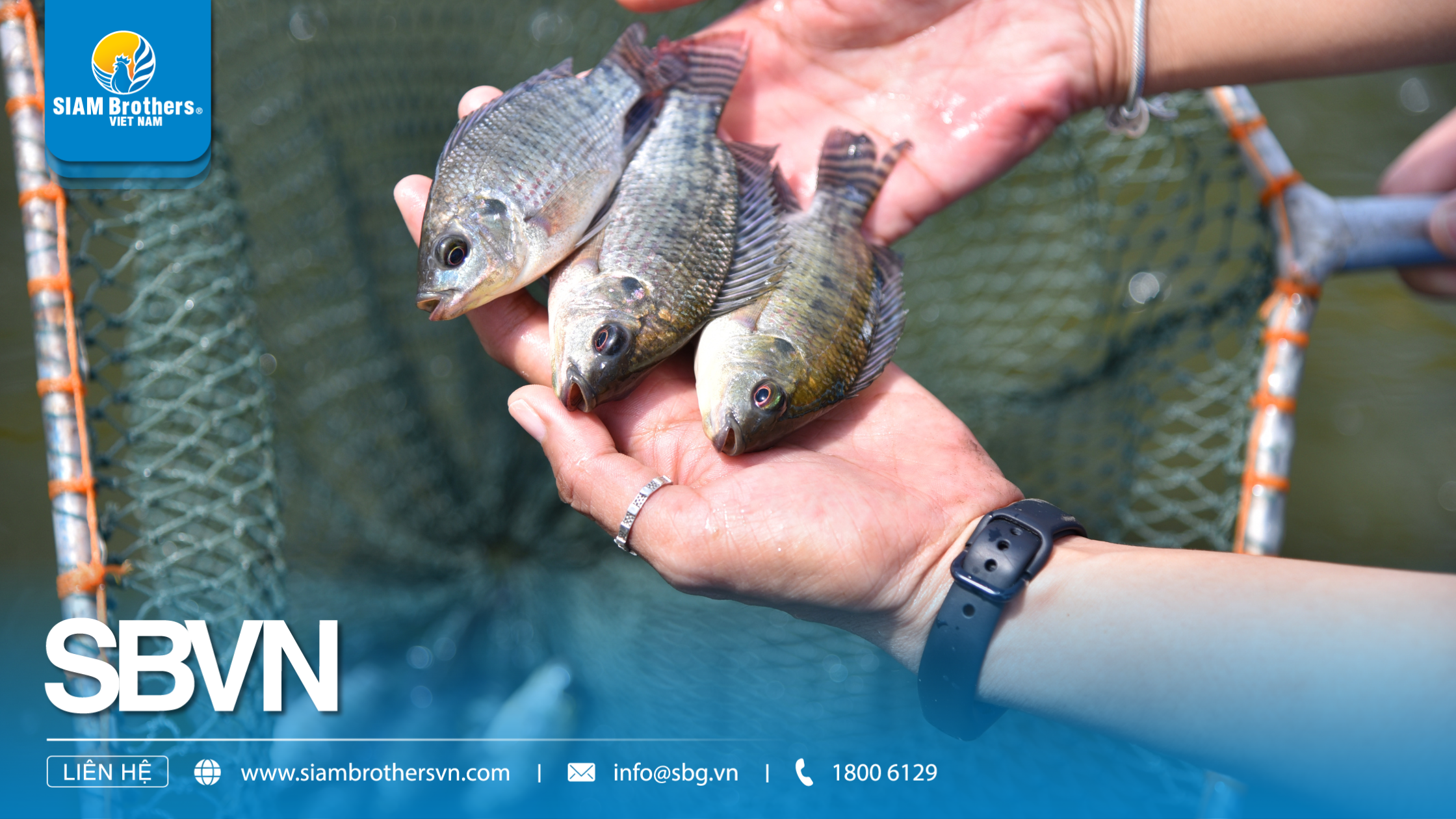 Kỹ thuật nuôi cá rô phi thương phẩm nhanh lớn, ít dịch bệnh