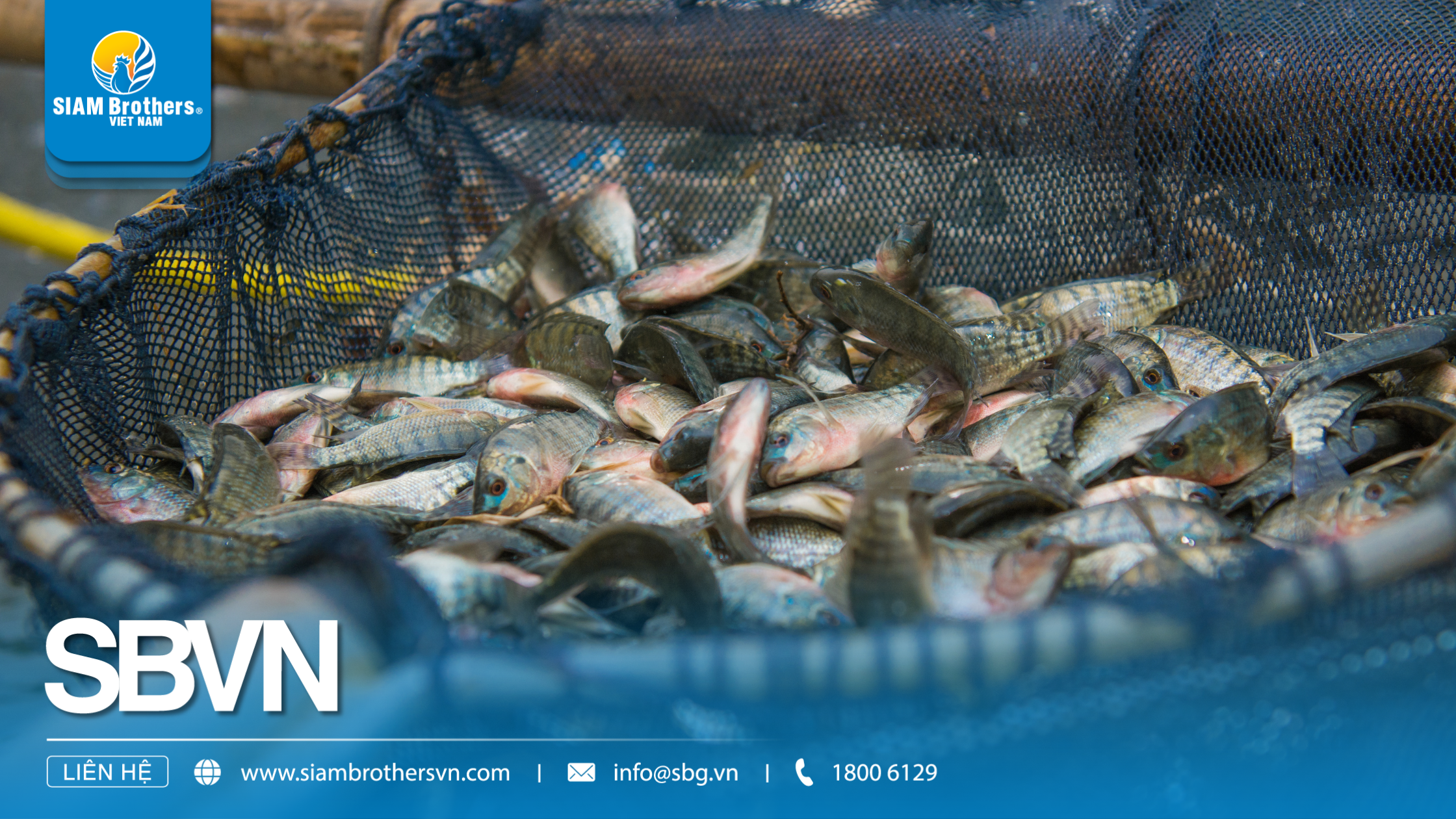 Kỹ thuật nuôi cá rô phi thương phẩm nhanh lớn, ít dịch bệnh