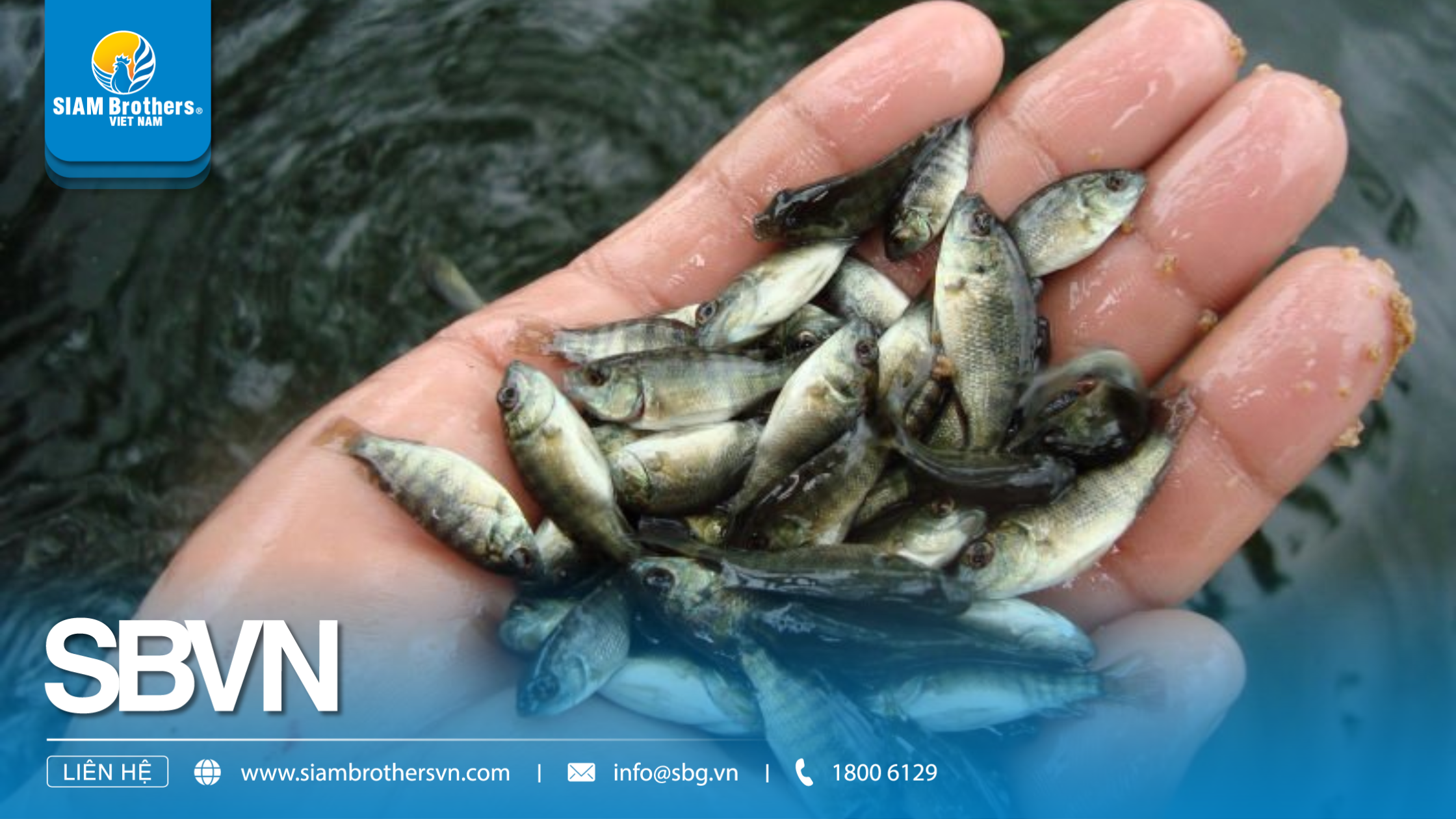 Kỹ thuật nuôi cá rô phi thương phẩm nhanh lớn, ít dịch bệnh