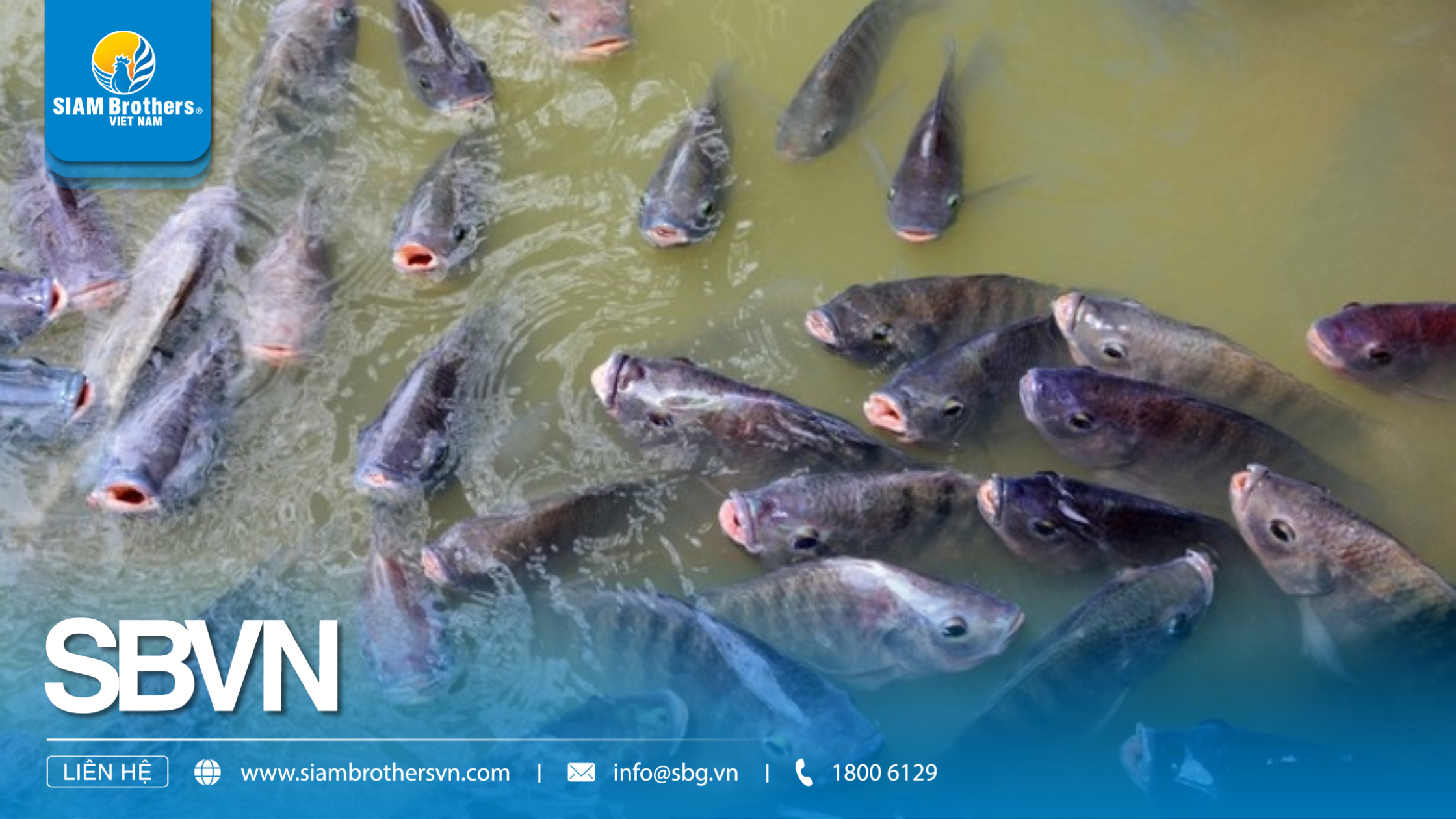 Kỹ thuật nuôi cá rô phi thương phẩm nhanh lớn, ít dịch bệnh