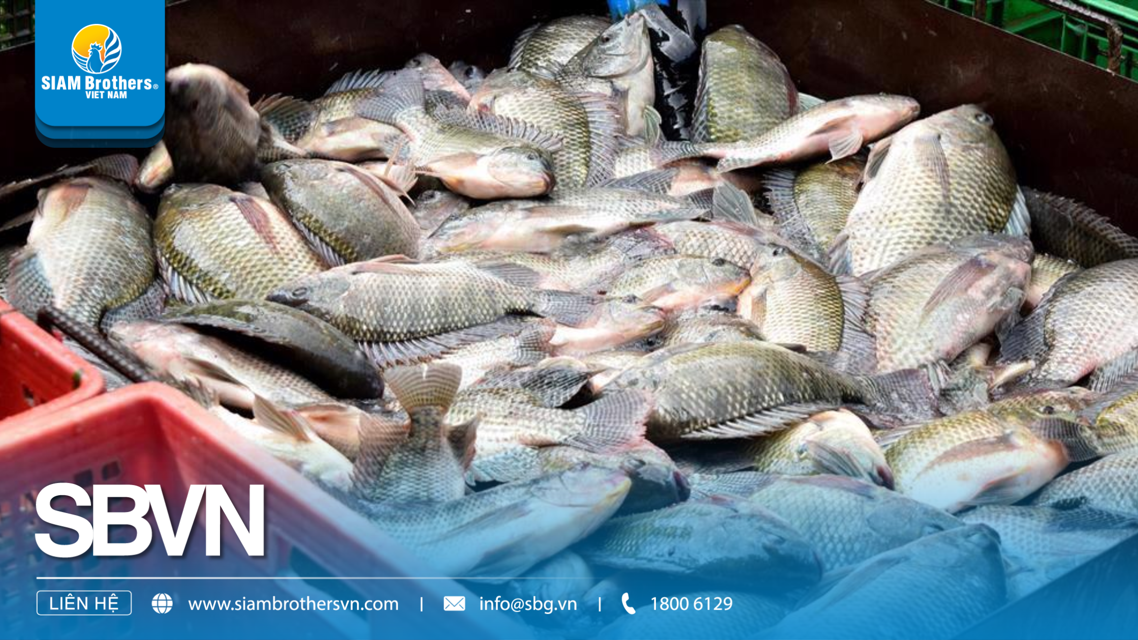 Kỹ thuật nuôi cá rô phi thương phẩm nhanh lớn, ít dịch bệnh