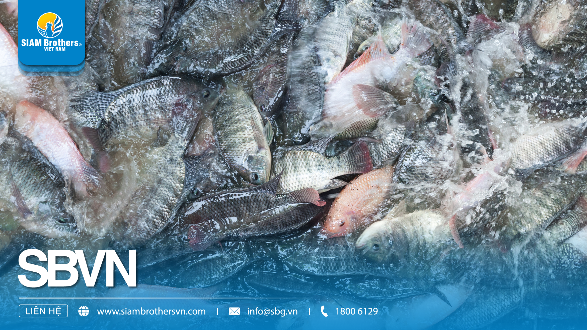 Kỹ thuật nuôi cá rô phi thương phẩm nhanh lớn, ít dịch bệnh