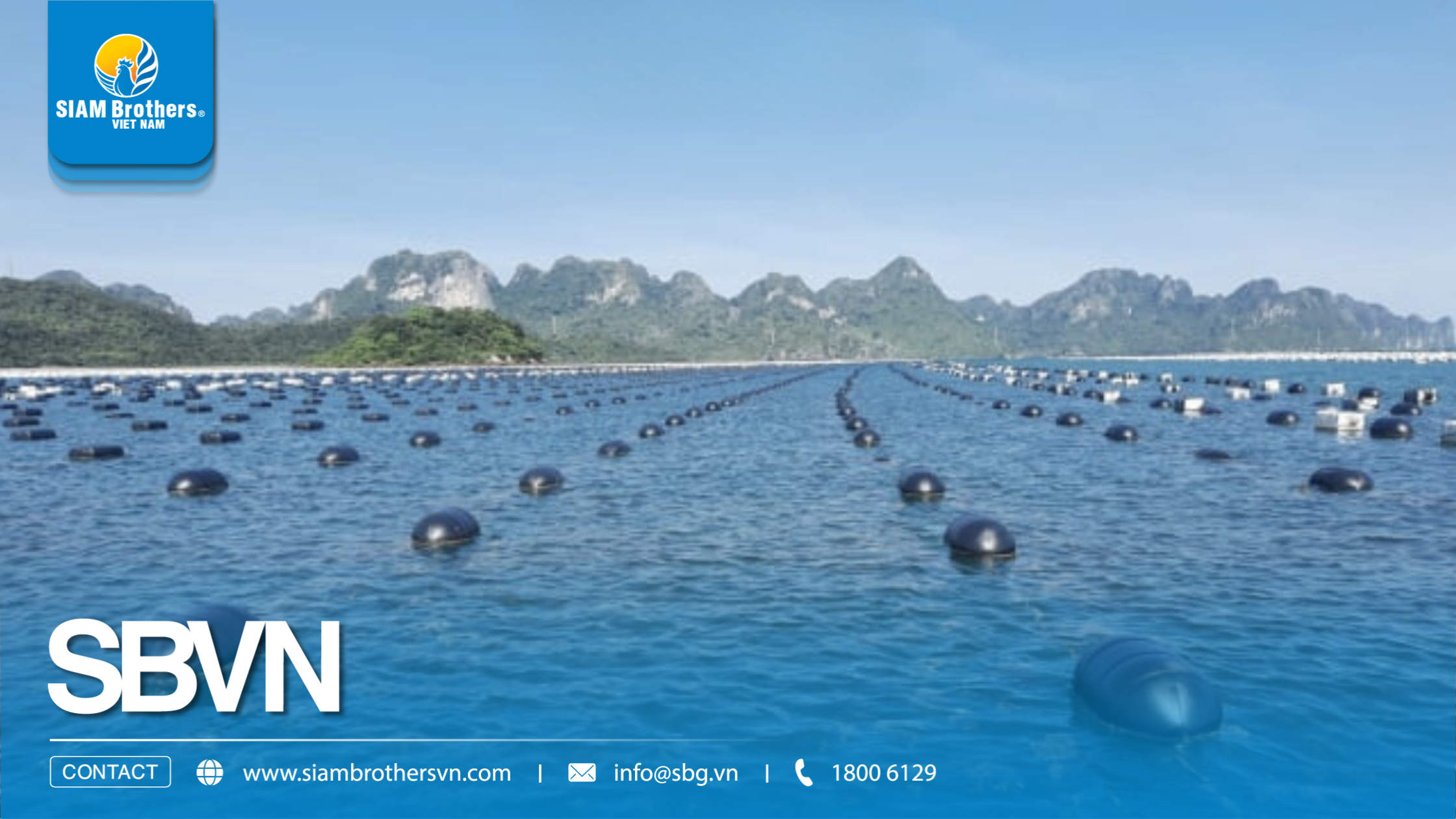 Kỹ thuật nuôi hàu hiệu quả từ A-Z: Quy trình nuôi hàu đạt năng suất cao cho người mới bắt đầu