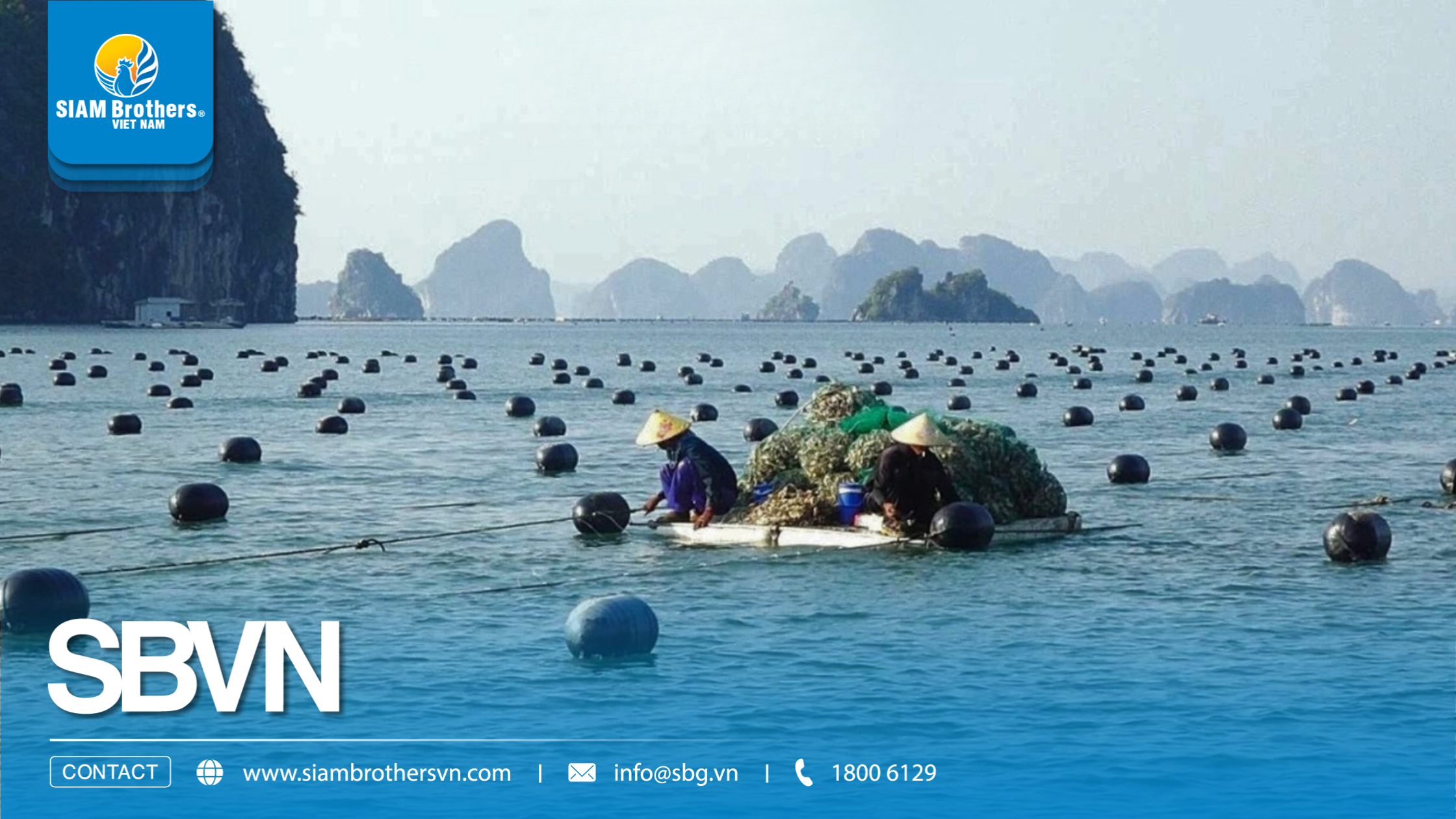 Kỹ thuật nuôi hàu hiệu quả từ A-Z: Quy trình nuôi hàu đạt năng suất cao cho người mới bắt đầu