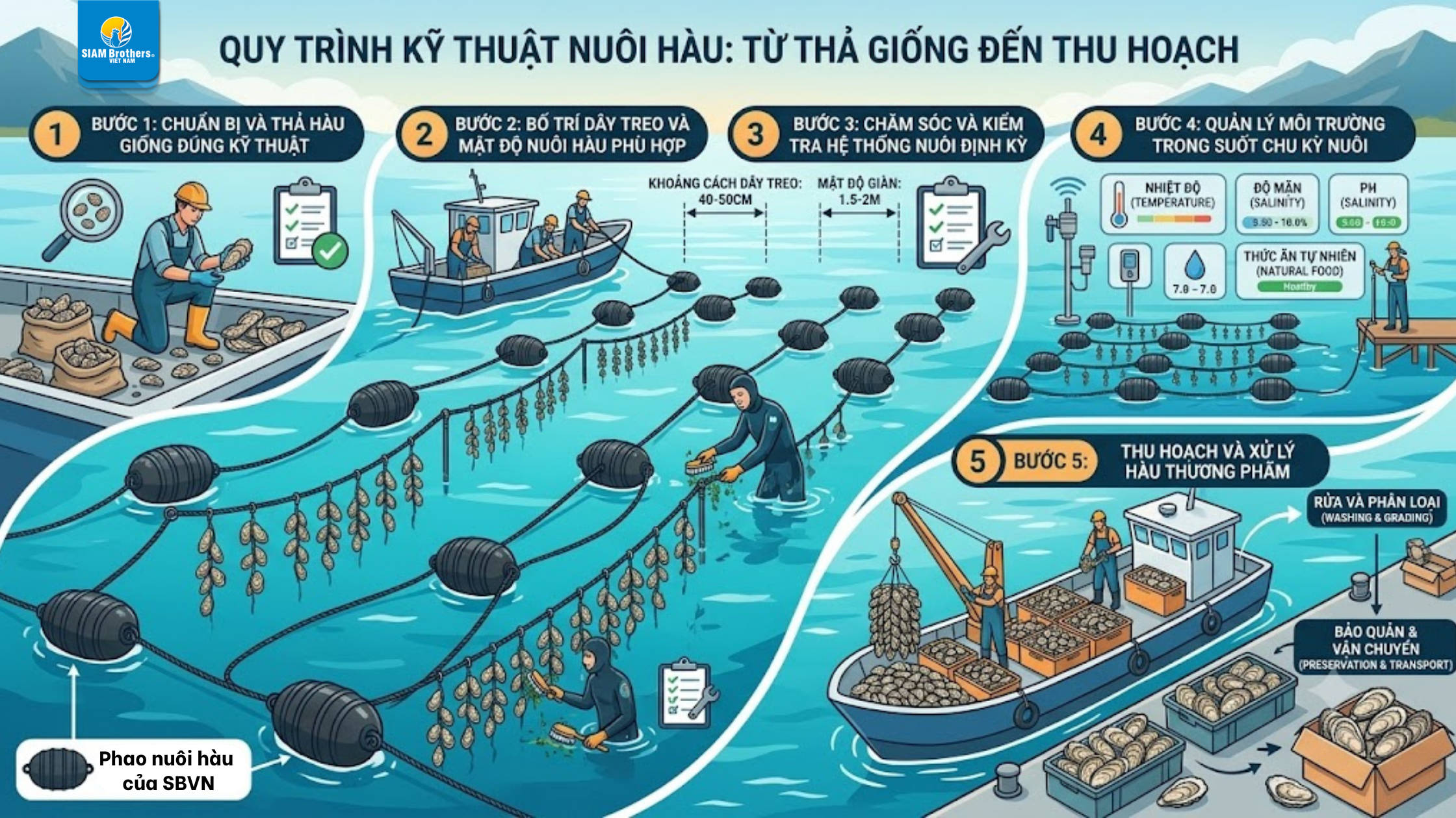 Kỹ thuật nuôi hàu hiệu quả từ A-Z: Quy trình nuôi hàu đạt năng suất cao cho người mới bắt đầu