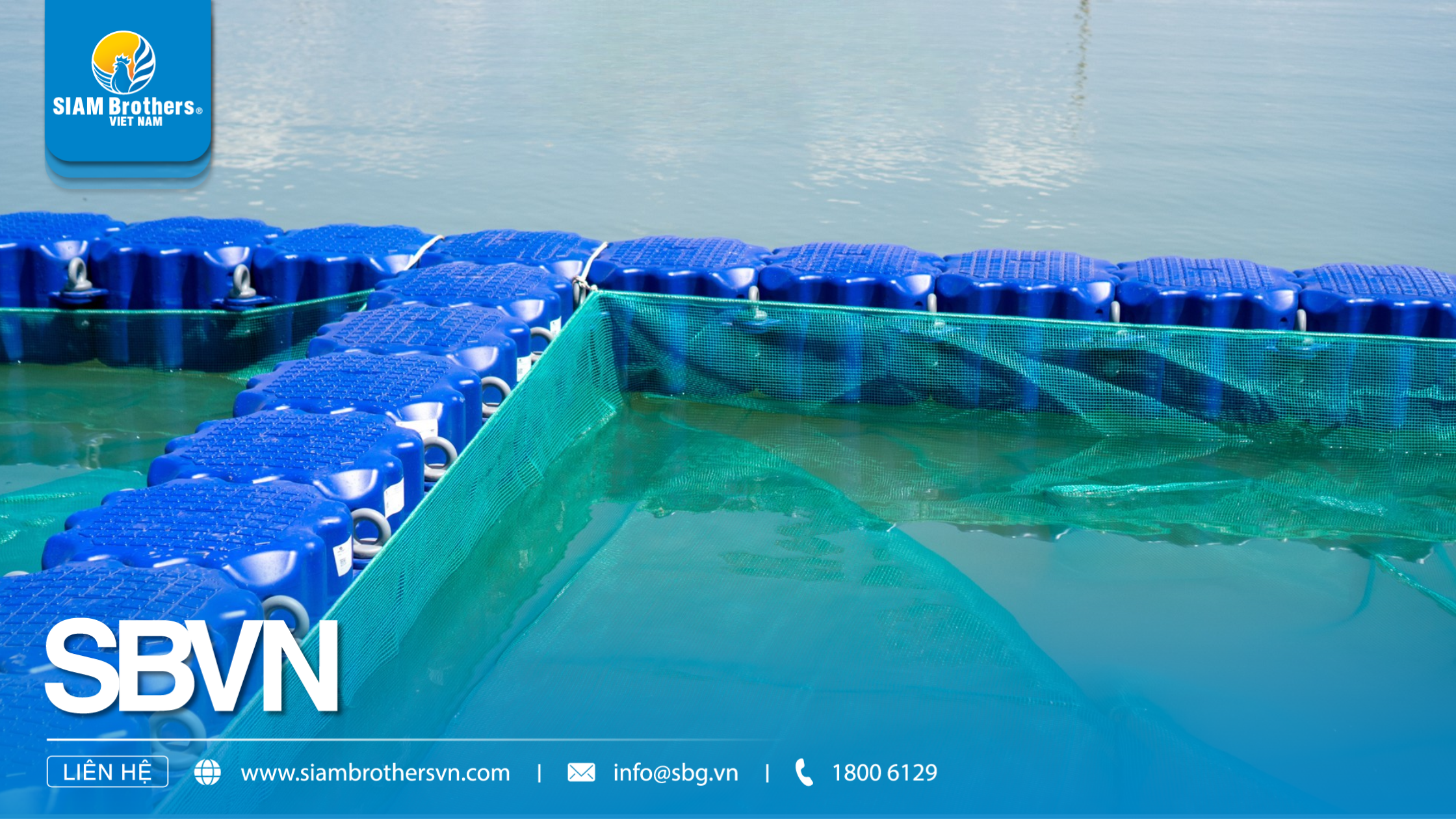 Kinh nghiệm chọn lưới nuôi cá lồng bè cho cá mú, cá chim, cá bớp