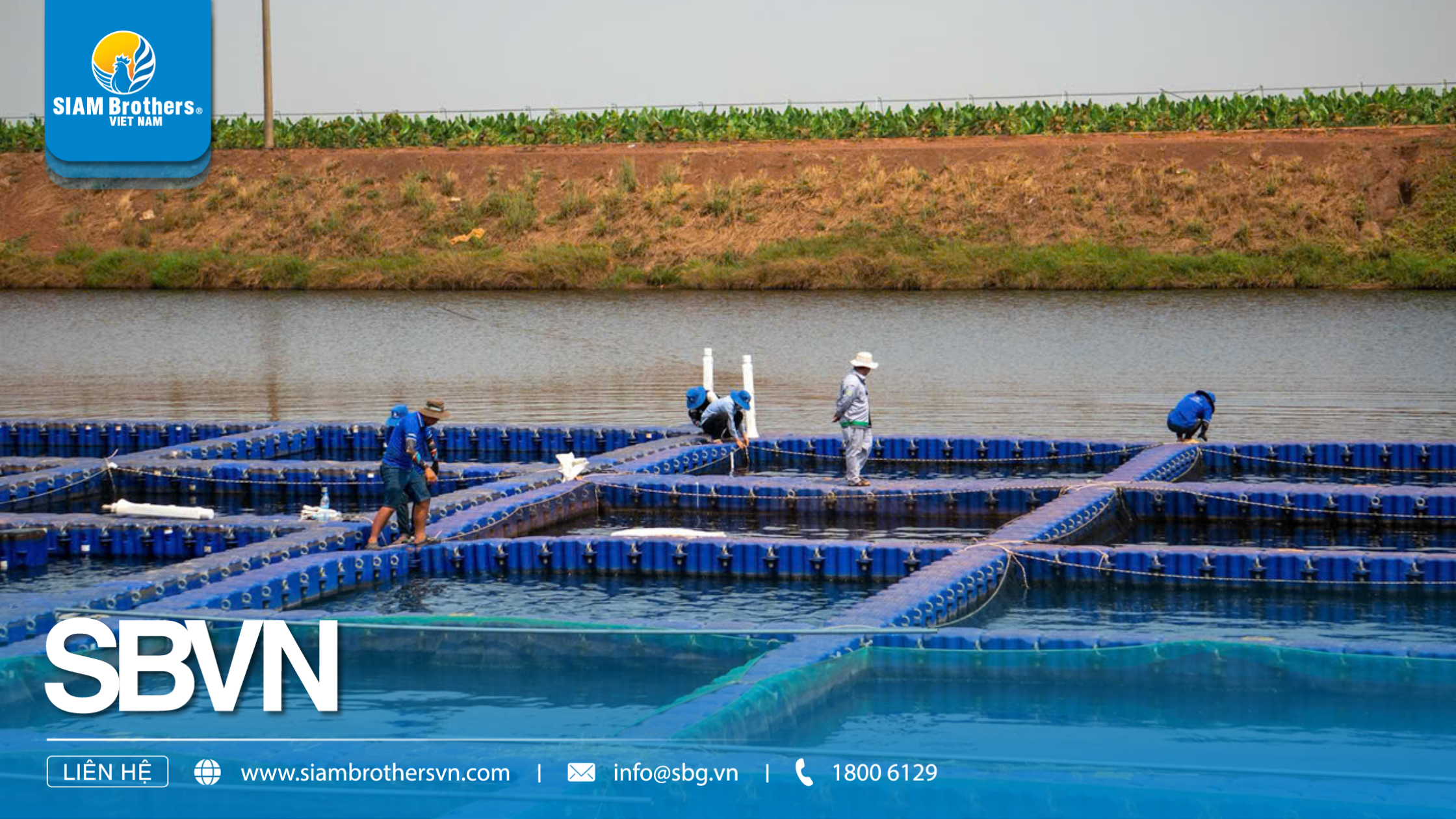 Mô hình nuôi cá nước ngọt cho năng suất cao, chi phí thấp cho nông hộ