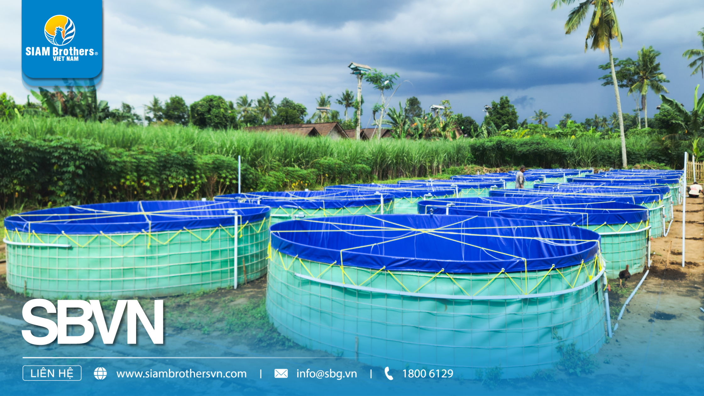 Mô hình nuôi cá nước ngọt cho năng suất cao, chi phí thấp cho nông hộ