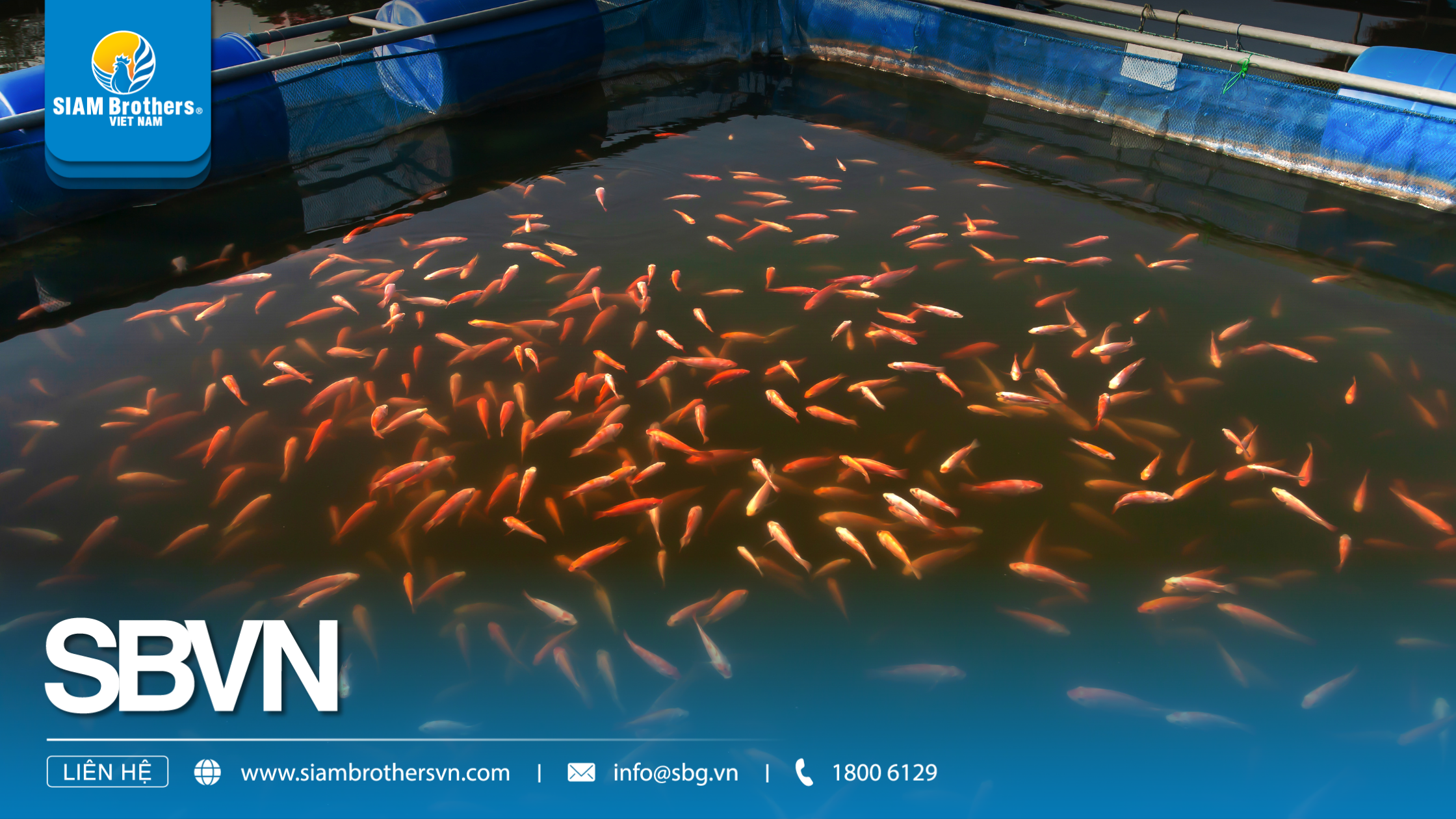 Mô hình nuôi cá nước ngọt cho năng suất cao, chi phí thấp cho nông hộ