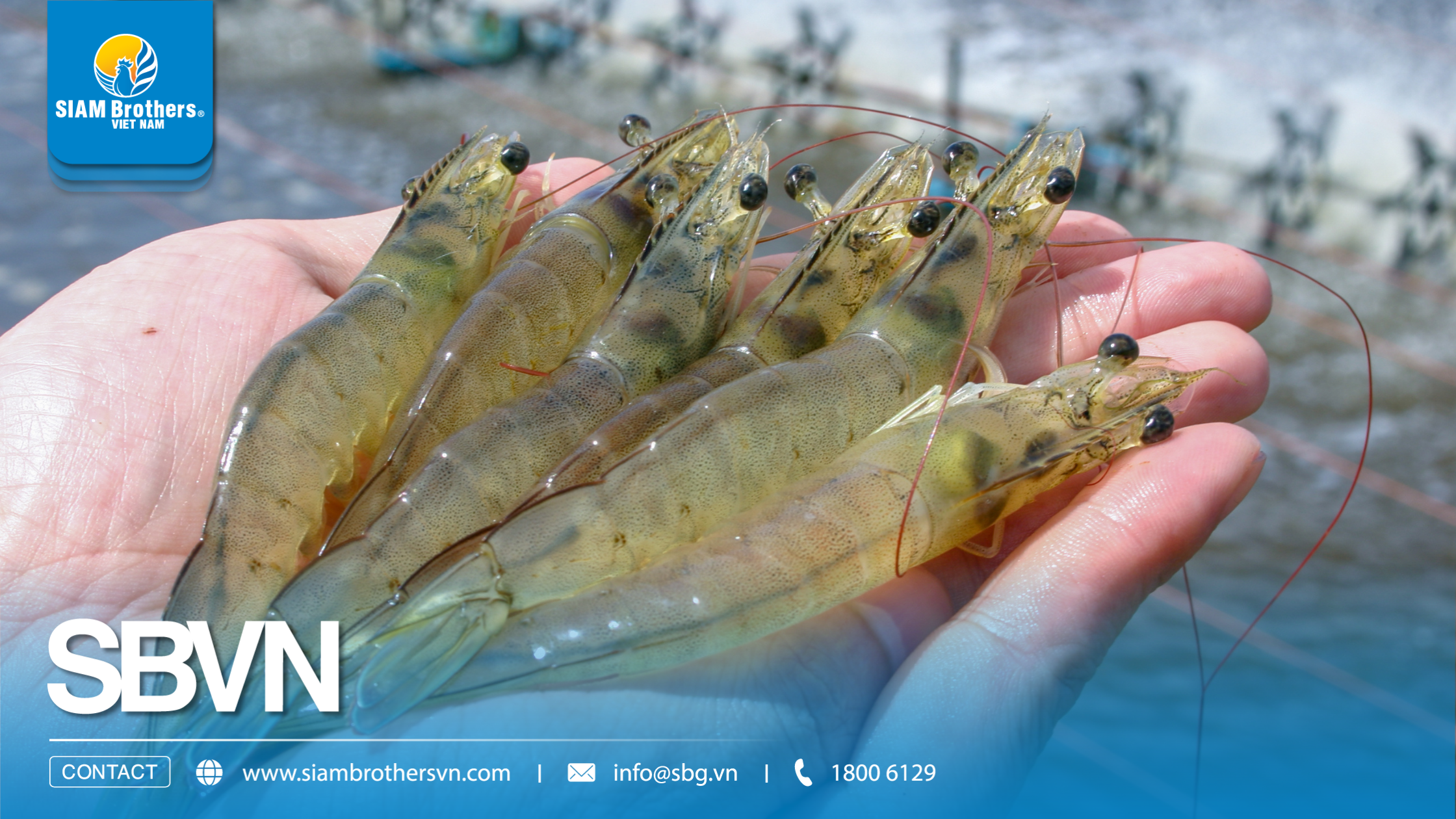 Mô hình nuôi tôm siêu thâm canh là gì? Có thực sự lợi nhuận cao như quảng cáo?