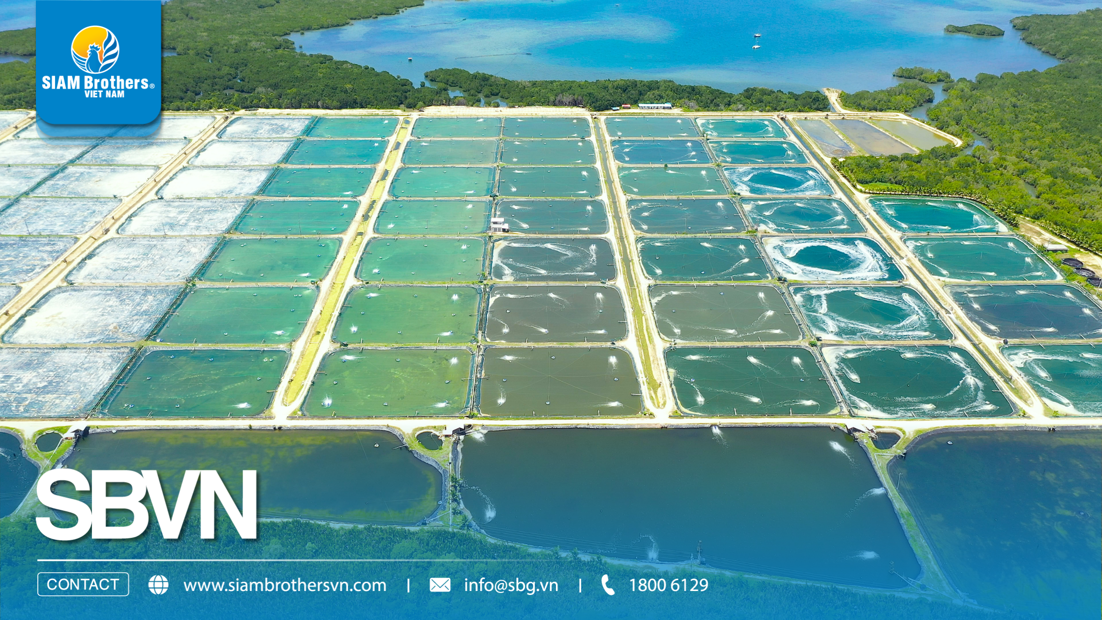 Mô hình nuôi tôm siêu thâm canh là gì? Có thực sự lợi nhuận cao như quảng cáo?