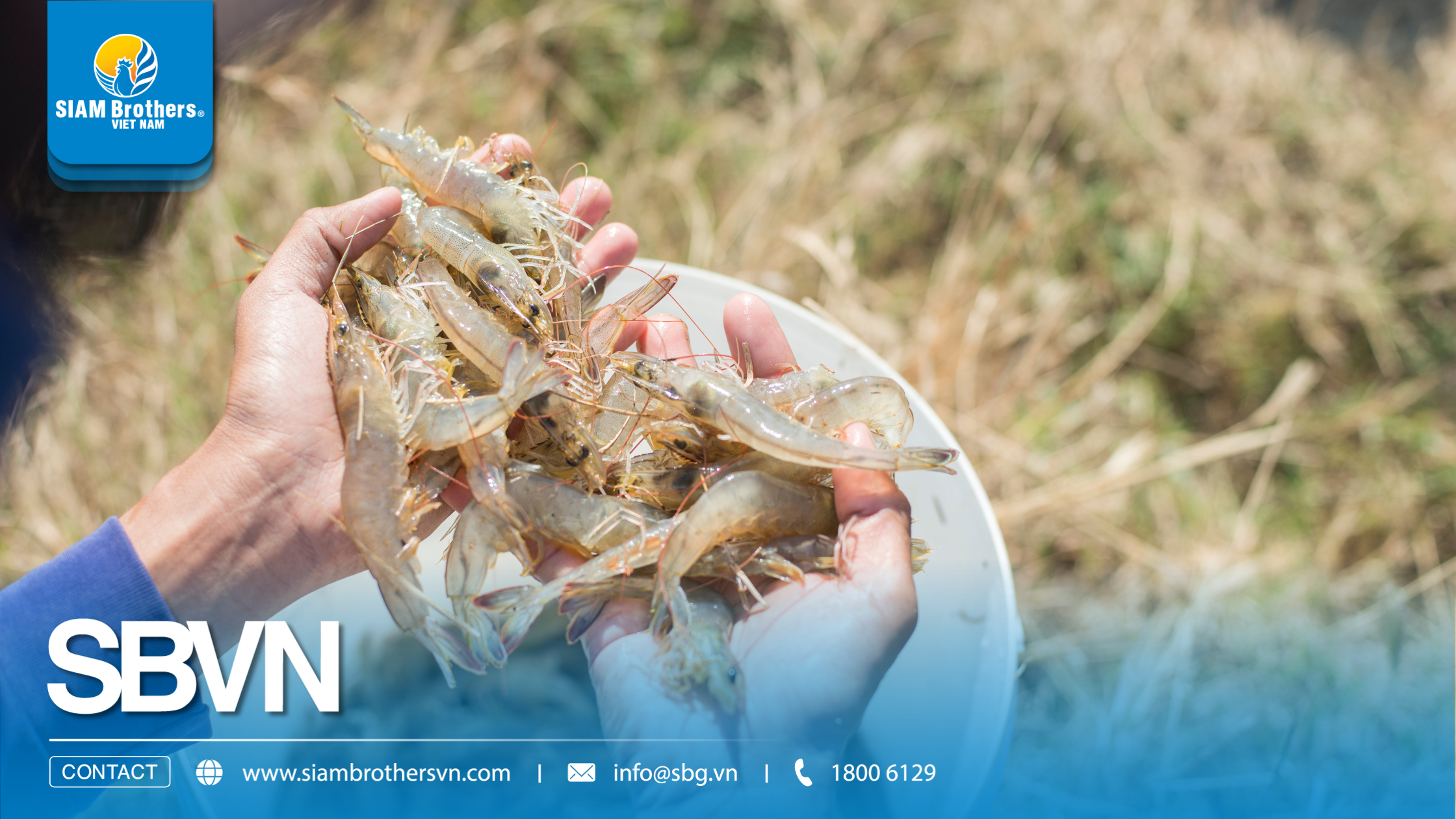 Mô hình nuôi tôm siêu thâm canh là gì? Có thực sự lợi nhuận cao như quảng cáo?