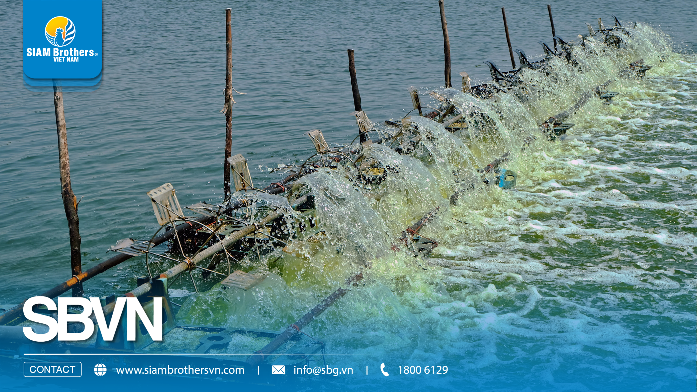 Mô hình nuôi tôm siêu thâm canh là gì? Có thực sự lợi nhuận cao như quảng cáo?