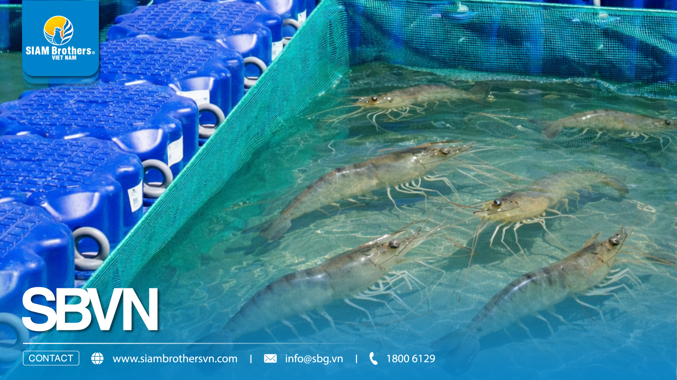 Mô hình nuôi tôm siêu thâm canh là gì? Có thực sự lợi nhuận cao như quảng cáo?