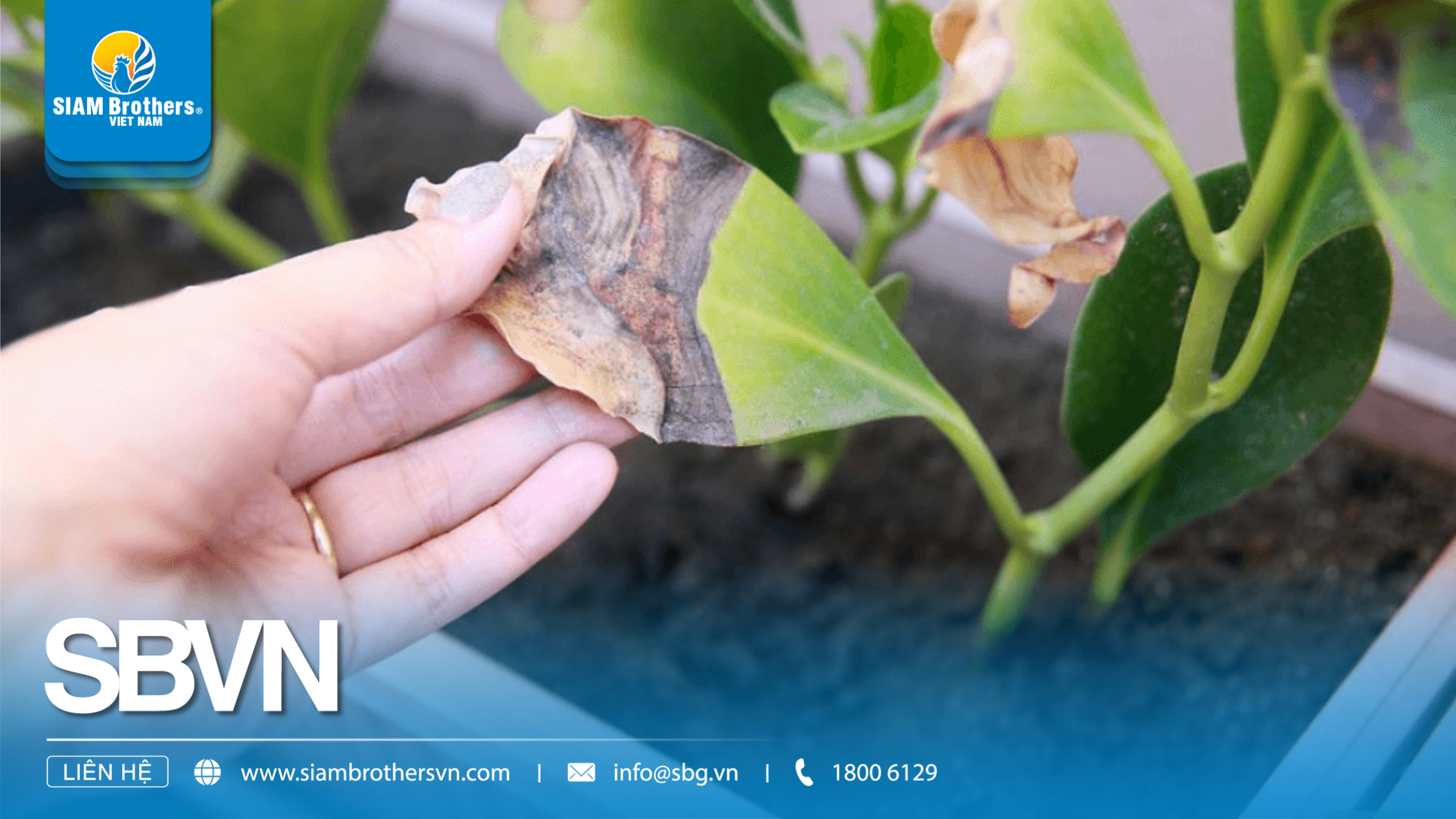 Mua khay nhựa trồng rau có chân thoát nước – Giải pháp chống úng cực hiệu quả
