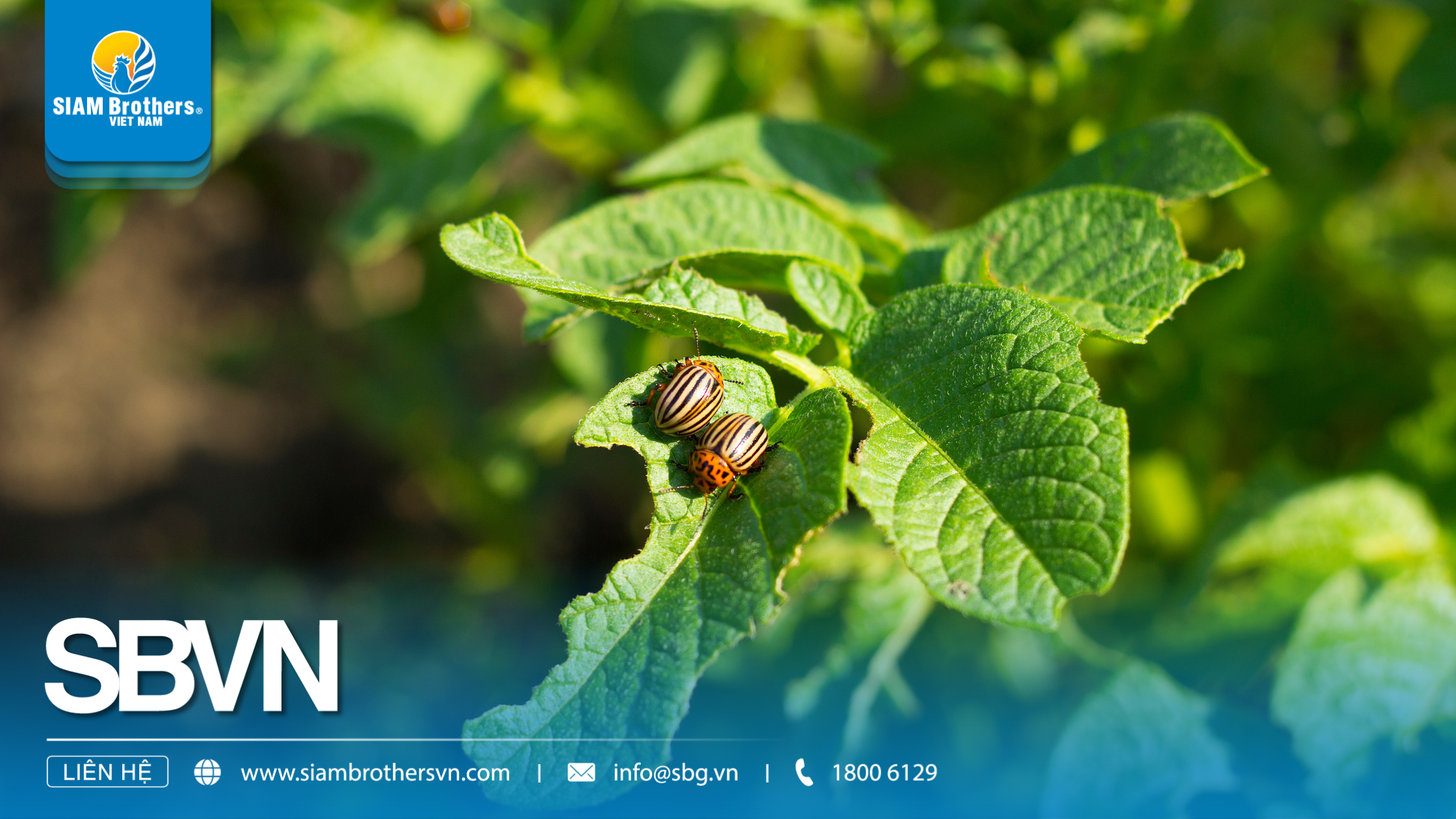 Nguyên tắc phòng trừ sâu bệnh trong nông nghiệp hiện đại: Áp dụng đúng để giảm 30-50% thiệt hại mùa vụ