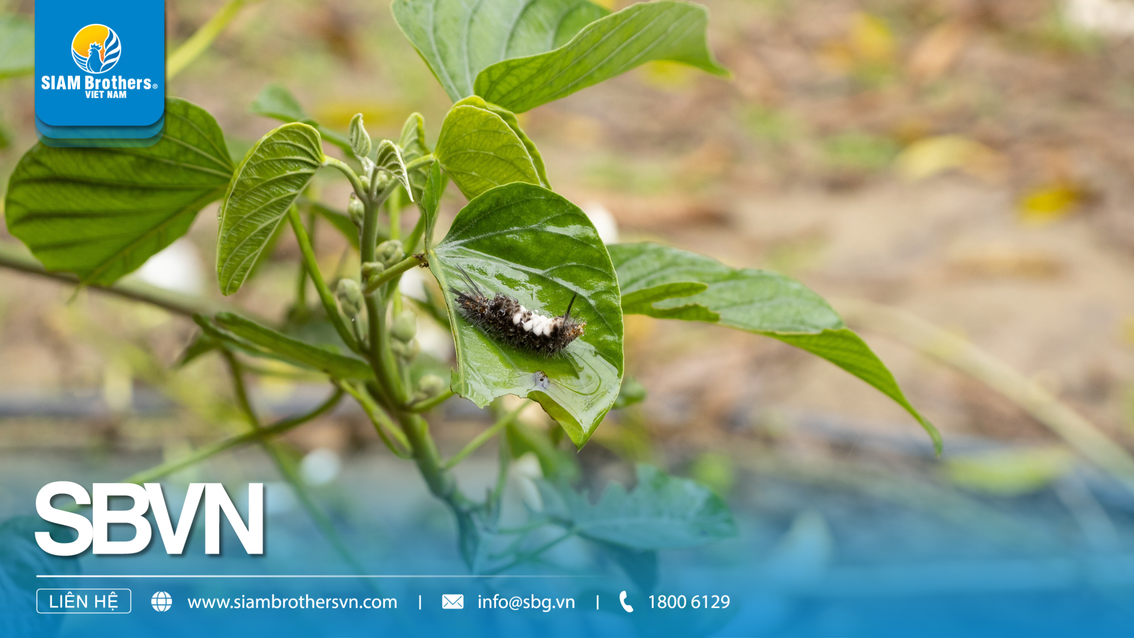 Nguyên tắc phòng trừ sâu bệnh trong nông nghiệp hiện đại: Áp dụng đúng để giảm 30-50% thiệt hại mùa vụ