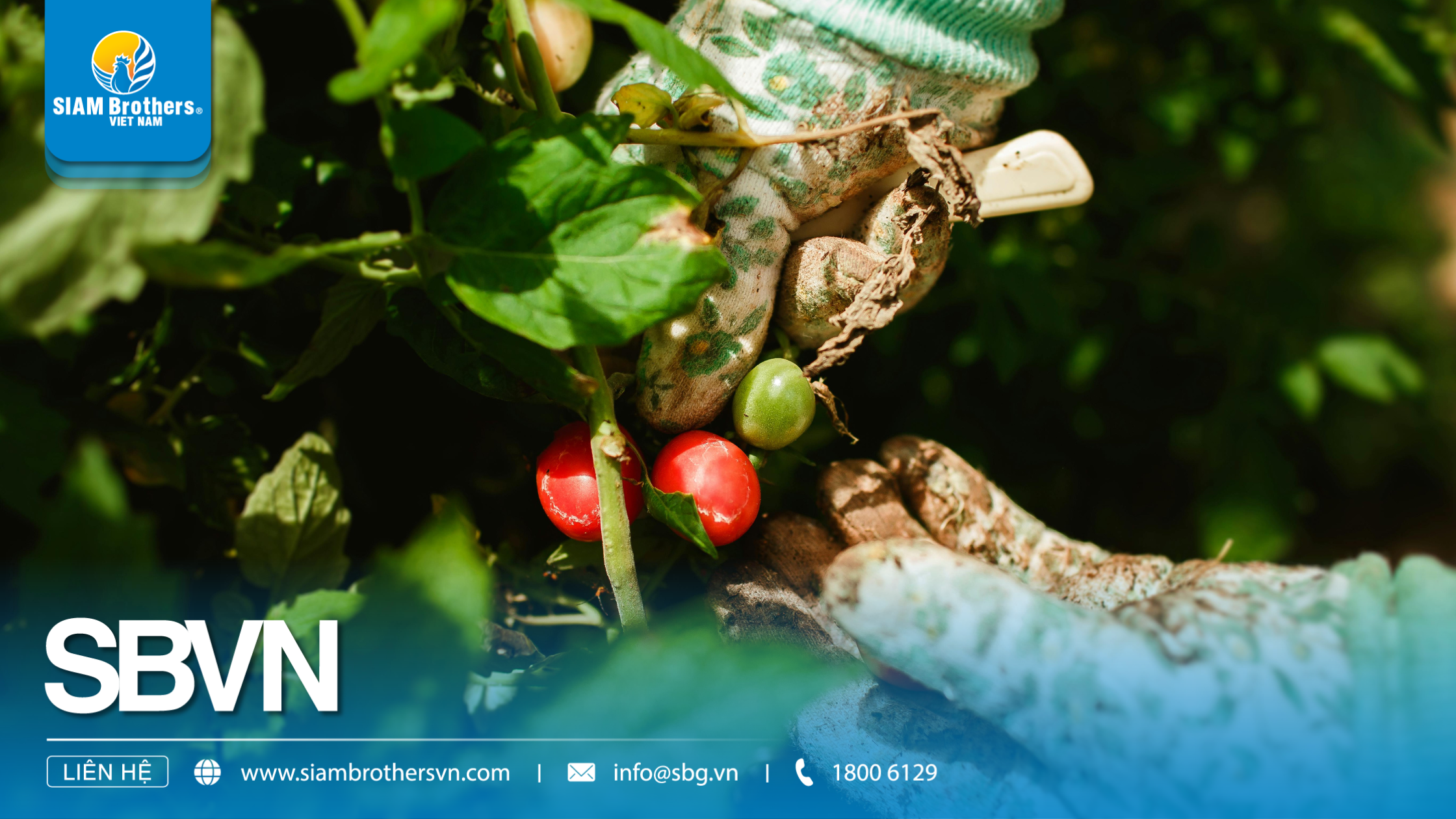 Nguyên tắc phòng trừ sâu bệnh trong nông nghiệp hiện đại: Áp dụng đúng để giảm 30-50% thiệt hại mùa vụ