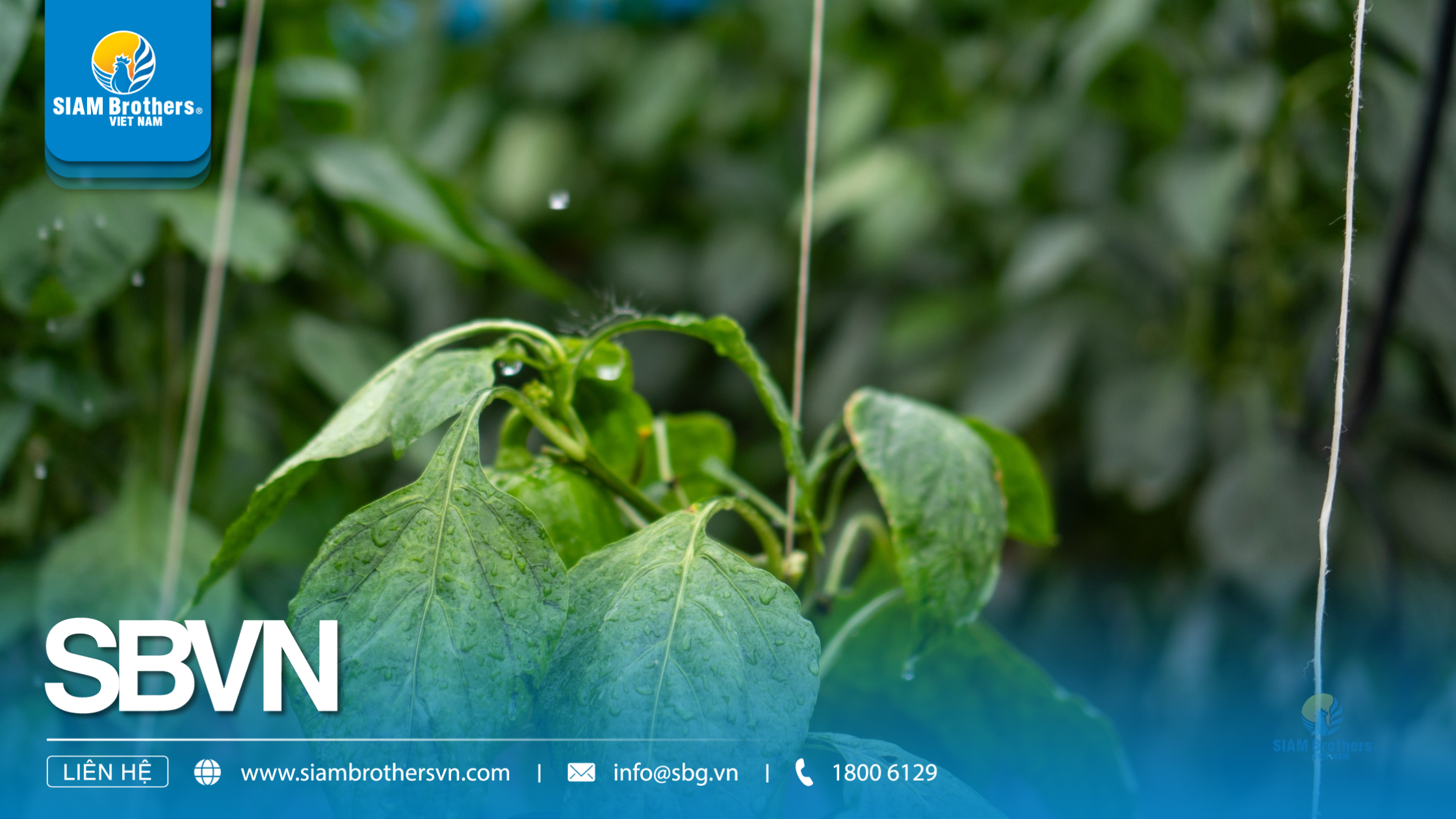 Nguyên tắc phòng trừ sâu bệnh trong nông nghiệp hiện đại: Áp dụng đúng để giảm 30-50% thiệt hại mùa vụ