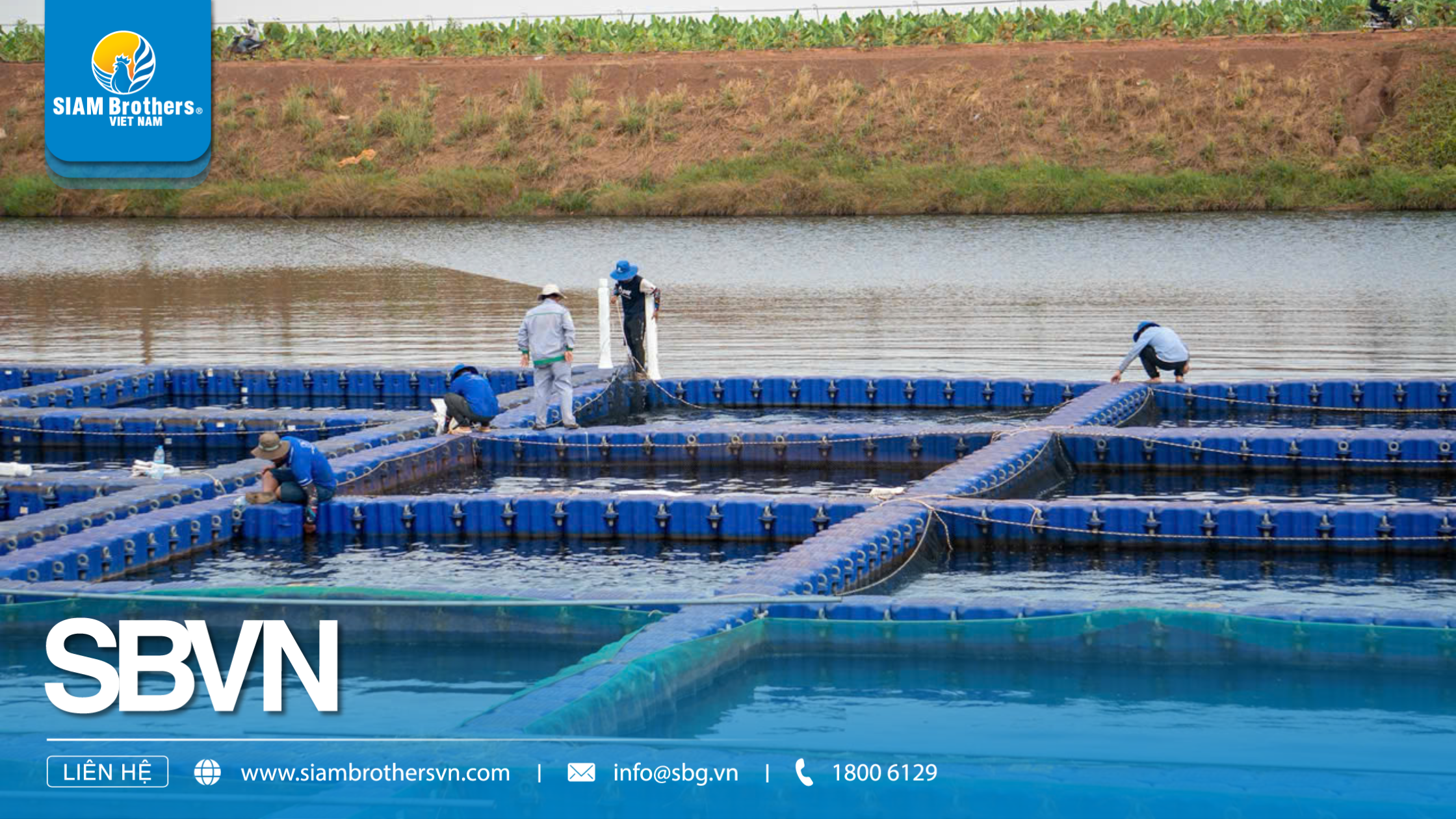 Kỹ thuật nuôi cá nước ngọt trong ao đất cho năng suất cao