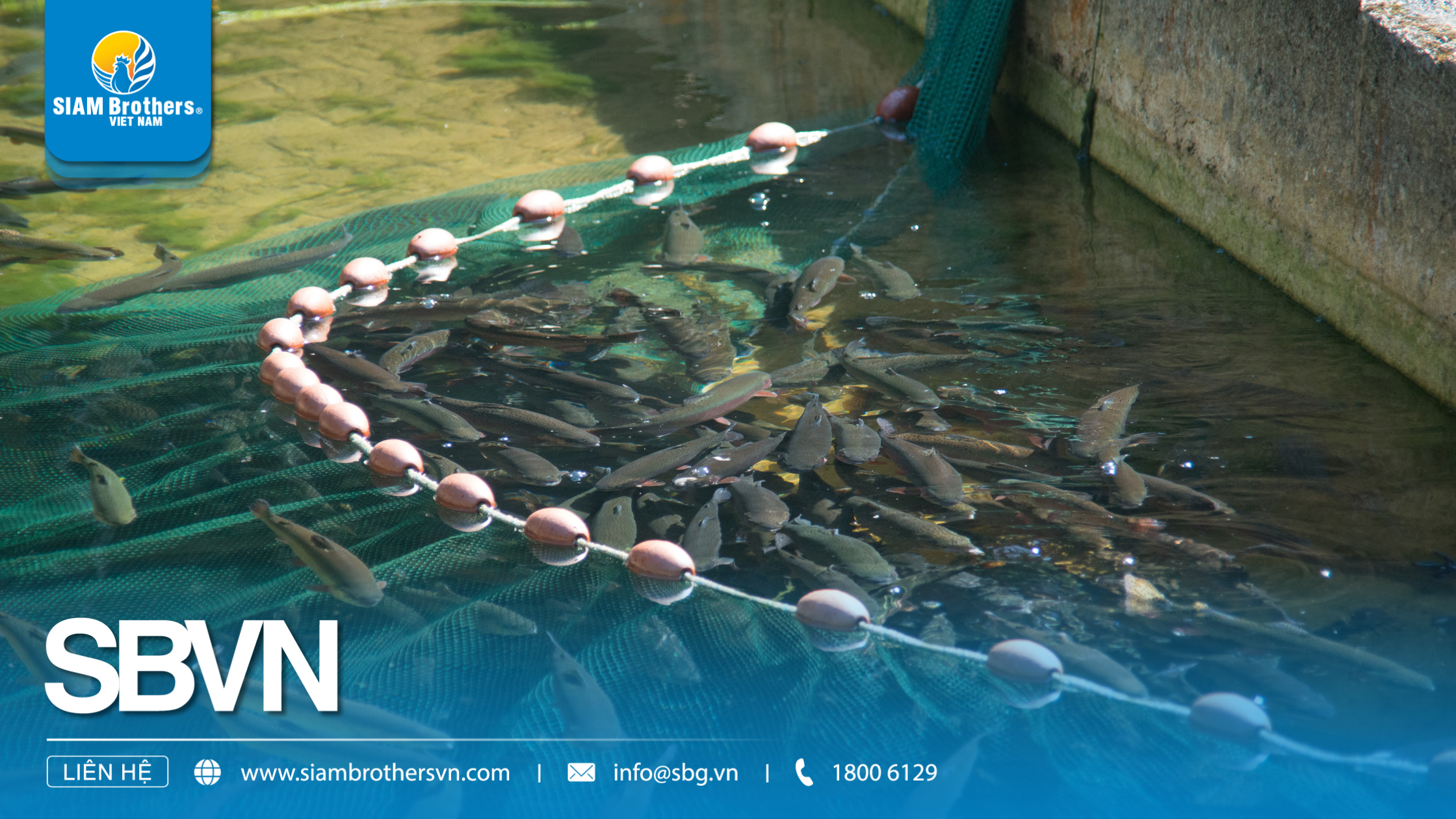 Kỹ thuật nuôi cá nước ngọt trong ao đất cho năng suất cao