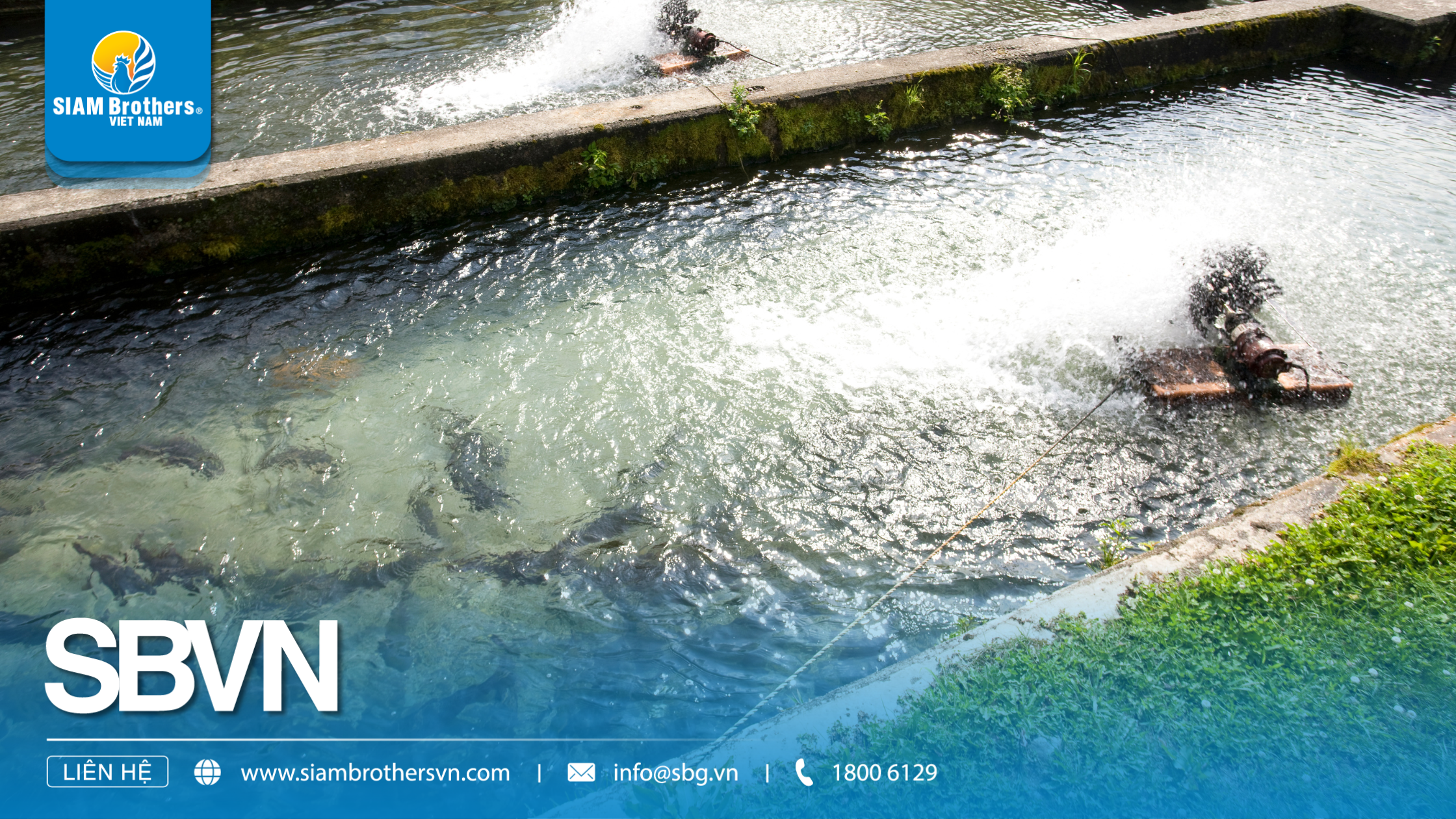 Kỹ thuật nuôi cá nước ngọt trong ao đất cho năng suất cao