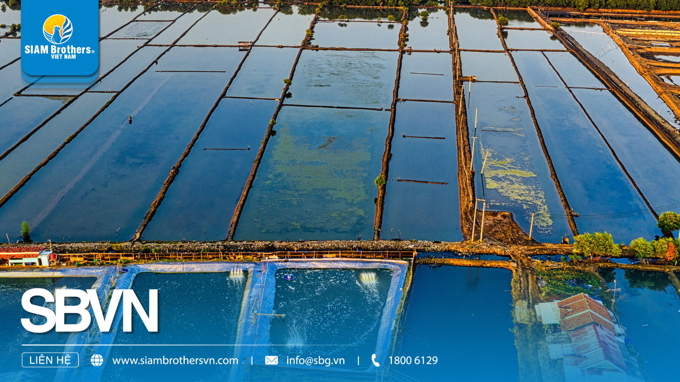 Kỹ thuật nuôi cá nước ngọt trong ao đất cho năng suất cao