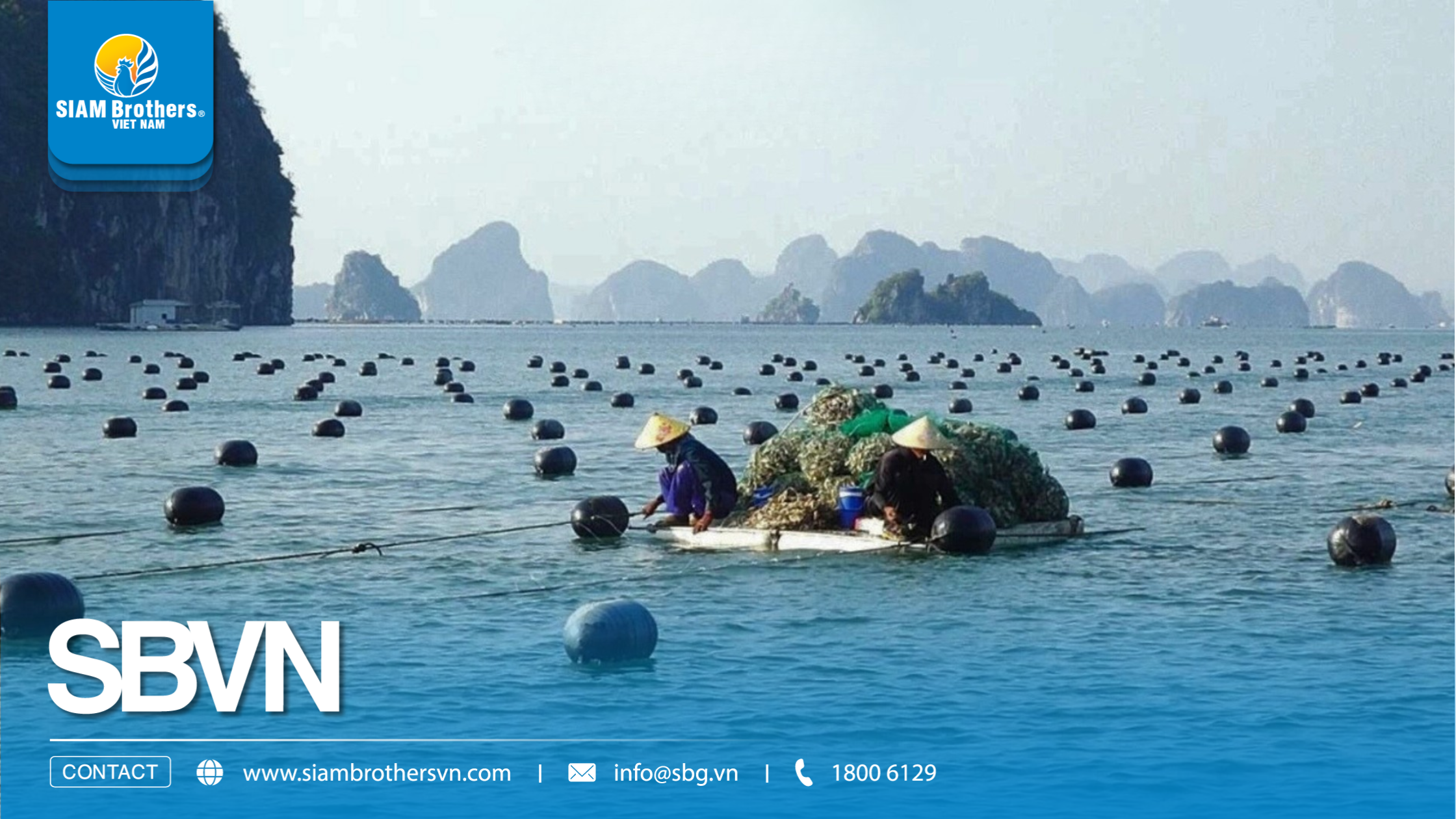 Giá phao nhựa nuôi hàu HDPE bao nhiêu? Cách tính chi phí cho từng quy mô bè