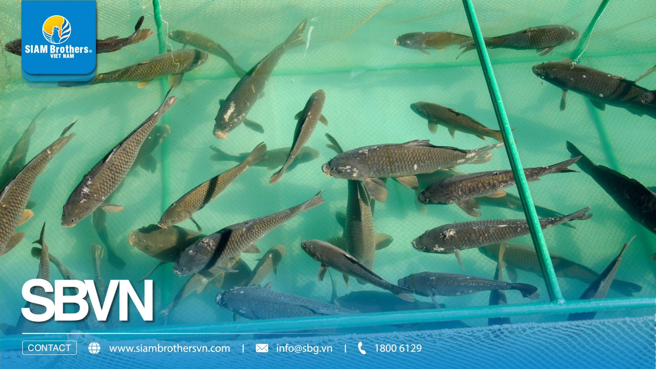 Quy trình nuôi cá chép thương phẩm kết hợp hệ thống phao HDPE và lưới