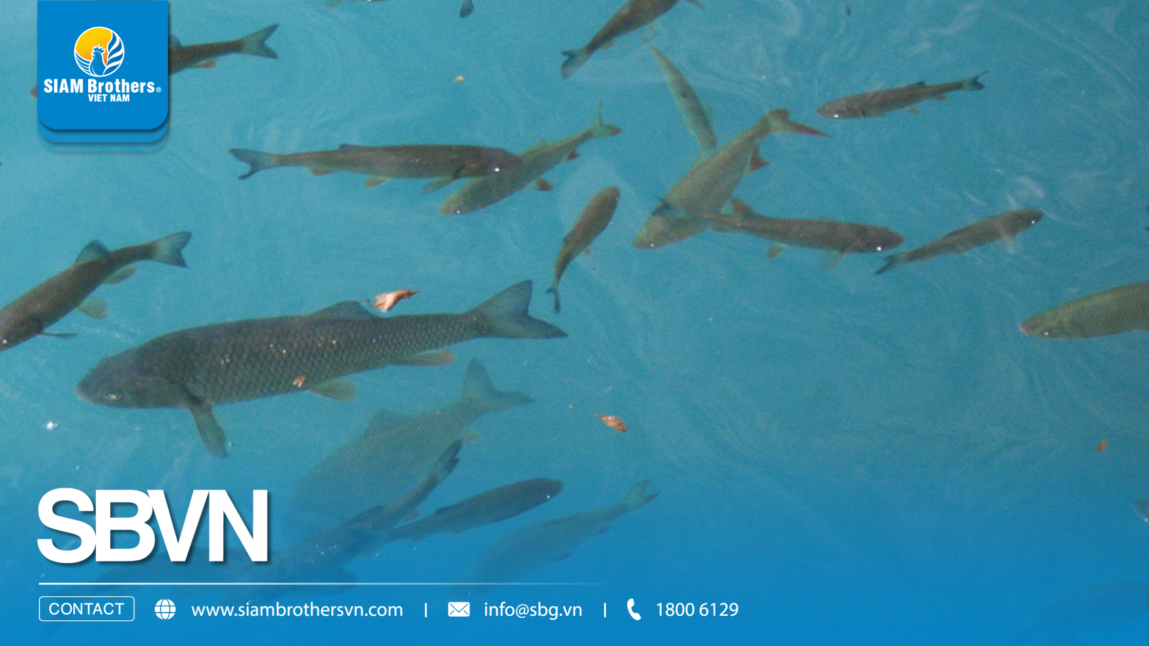 Quy trình nuôi cá chép thương phẩm kết hợp hệ thống phao HDPE và lưới