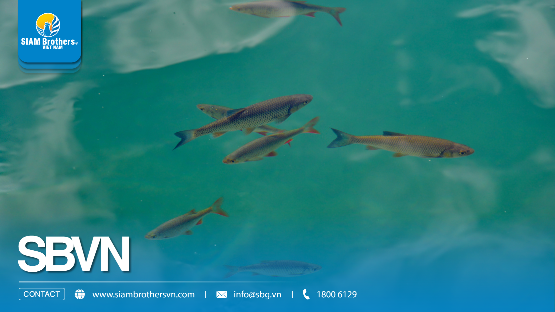 Quy trình nuôi cá chép thương phẩm kết hợp hệ thống phao HDPE và lưới