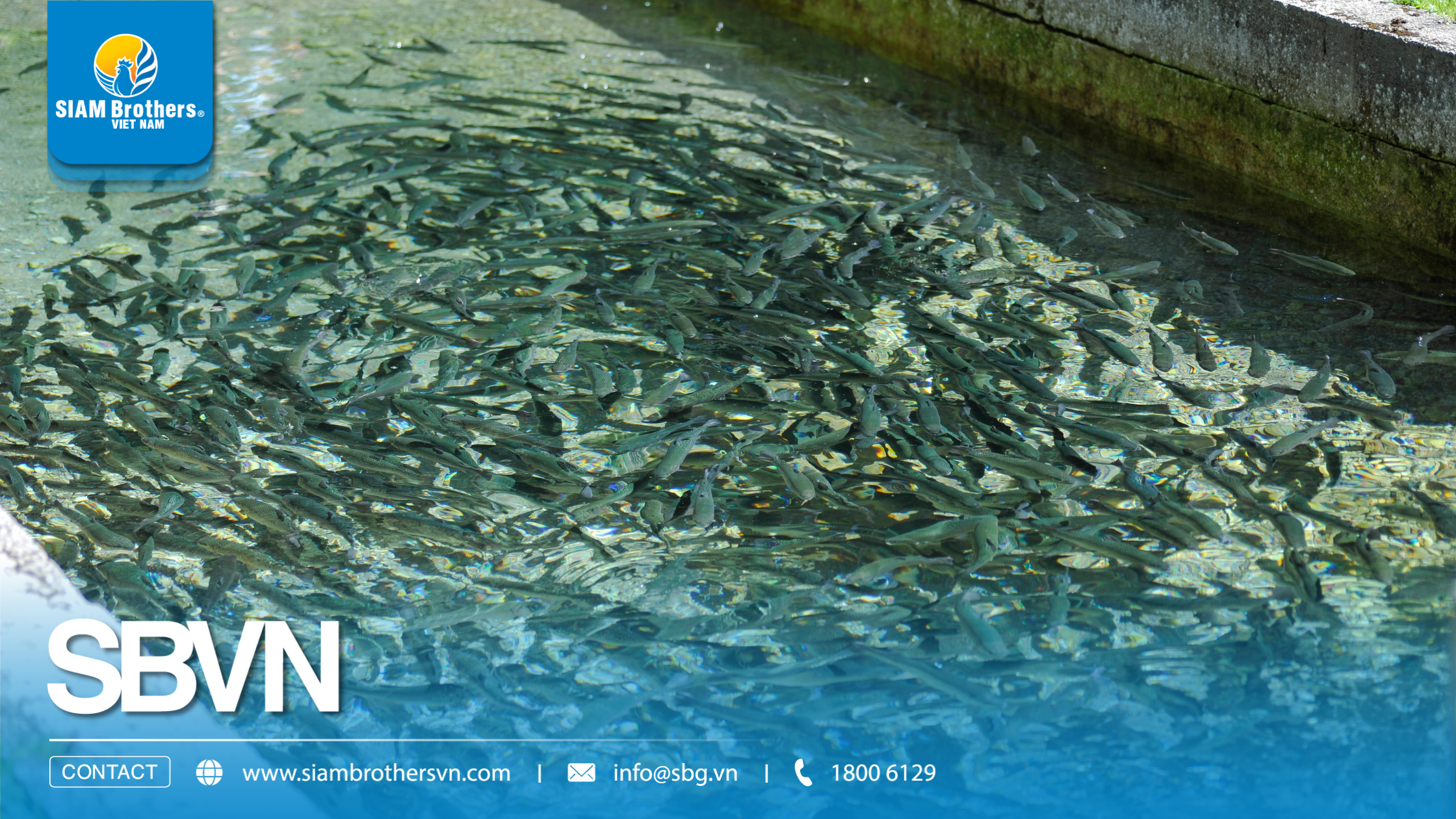 Quy trình nuôi cá chép thương phẩm kết hợp hệ thống phao HDPE và lưới