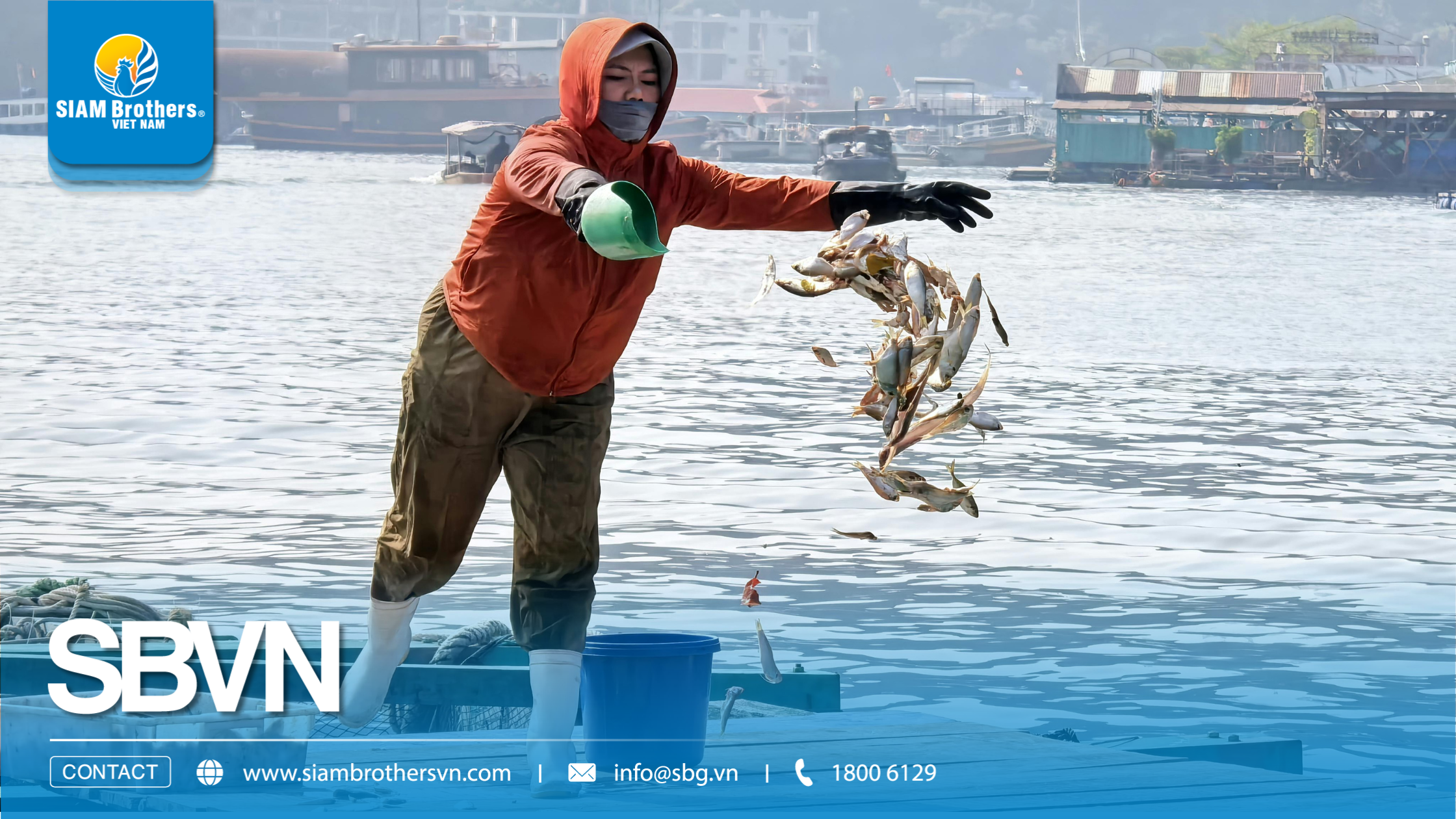 Quy trình nuôi cá nước ngọt đạt năng suất cao từ A-Z