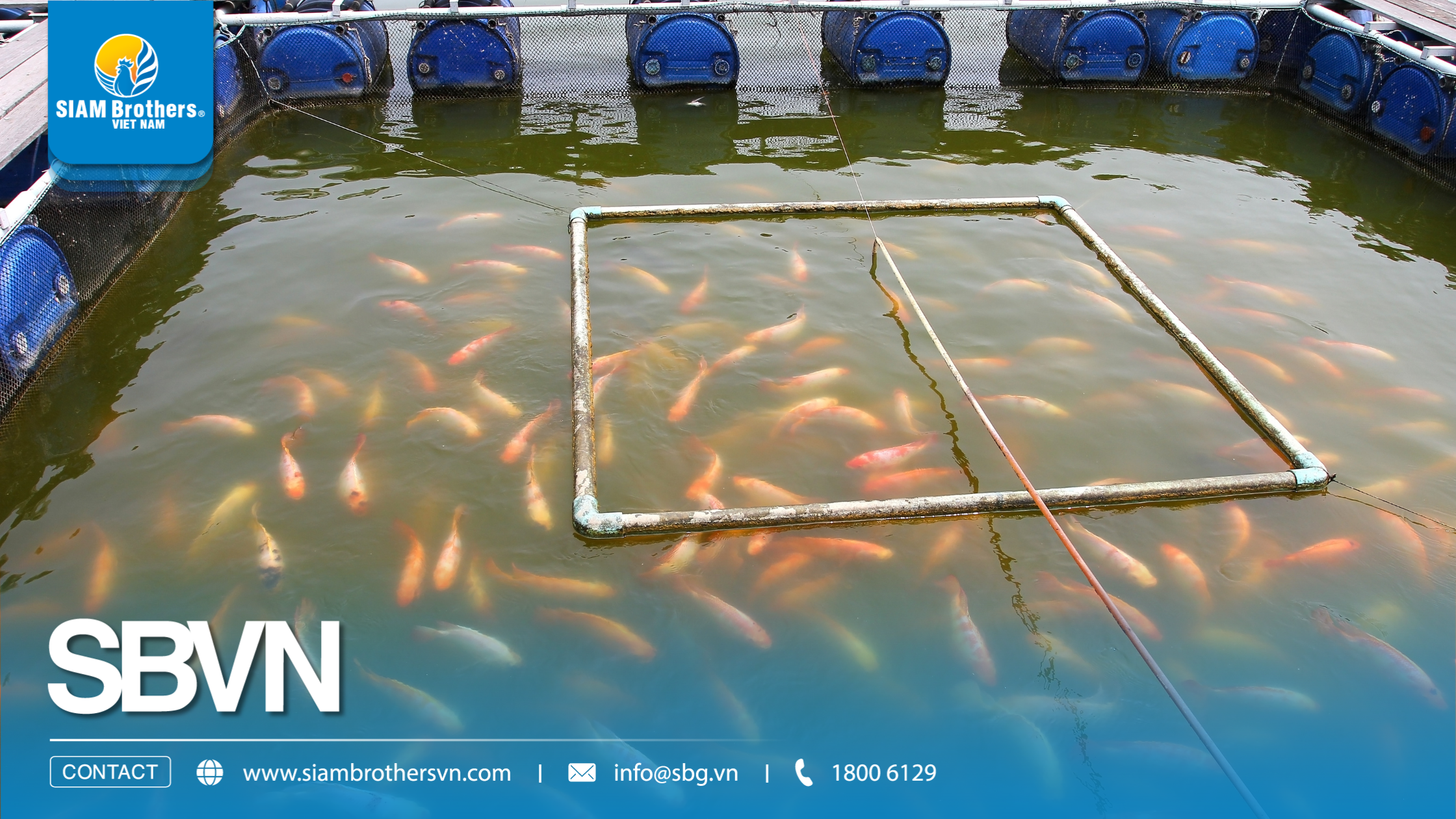 Quy trình nuôi cá nước ngọt đạt năng suất cao từ A-Z