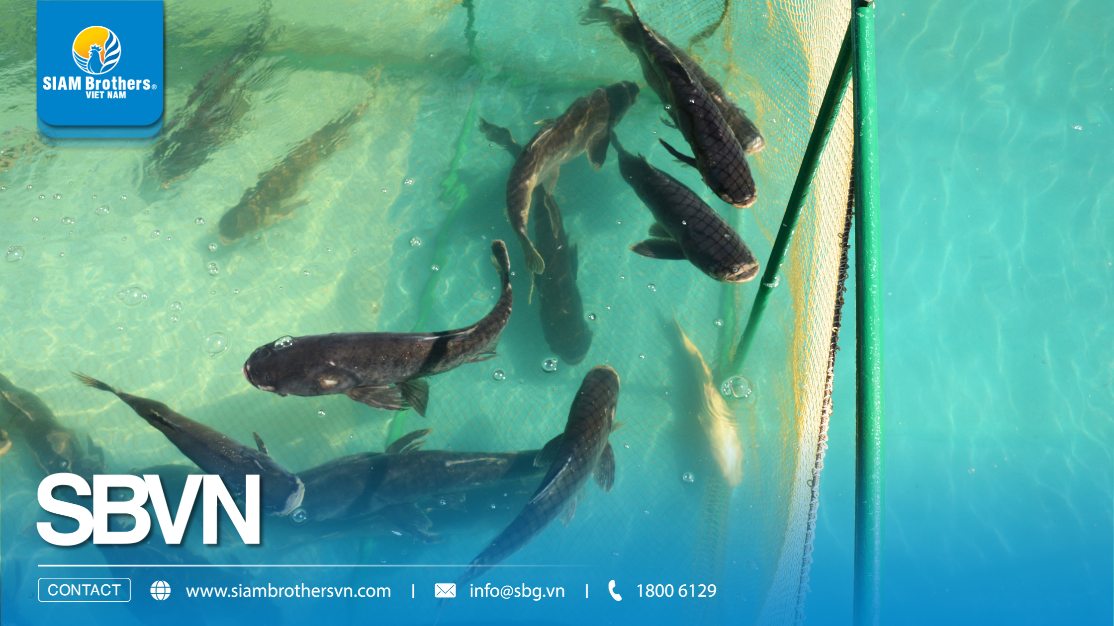 Quy trình nuôi cá nước ngọt đạt năng suất cao từ A-Z