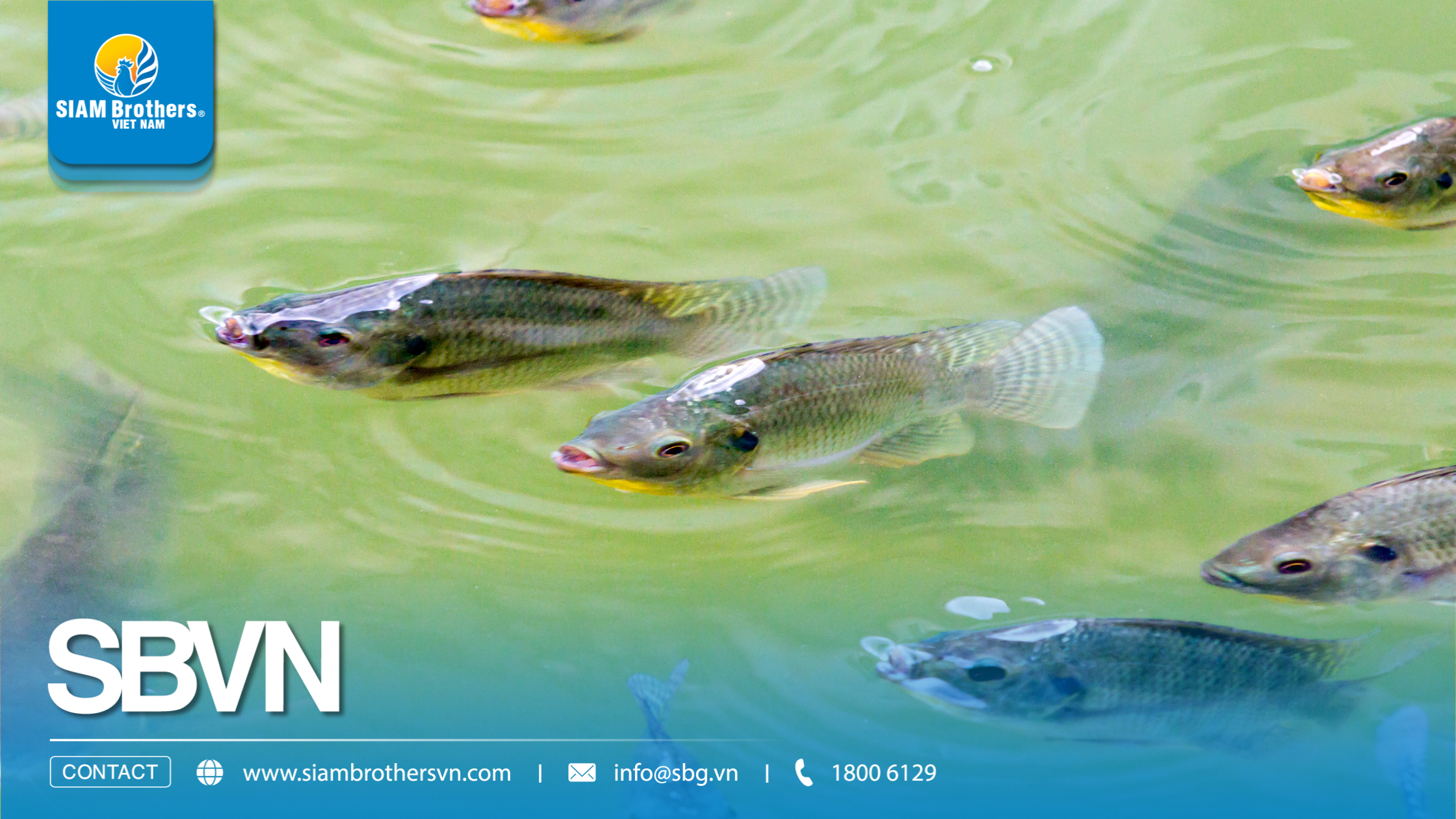 Quy trình nuôi cá nước ngọt đạt năng suất cao từ A-Z