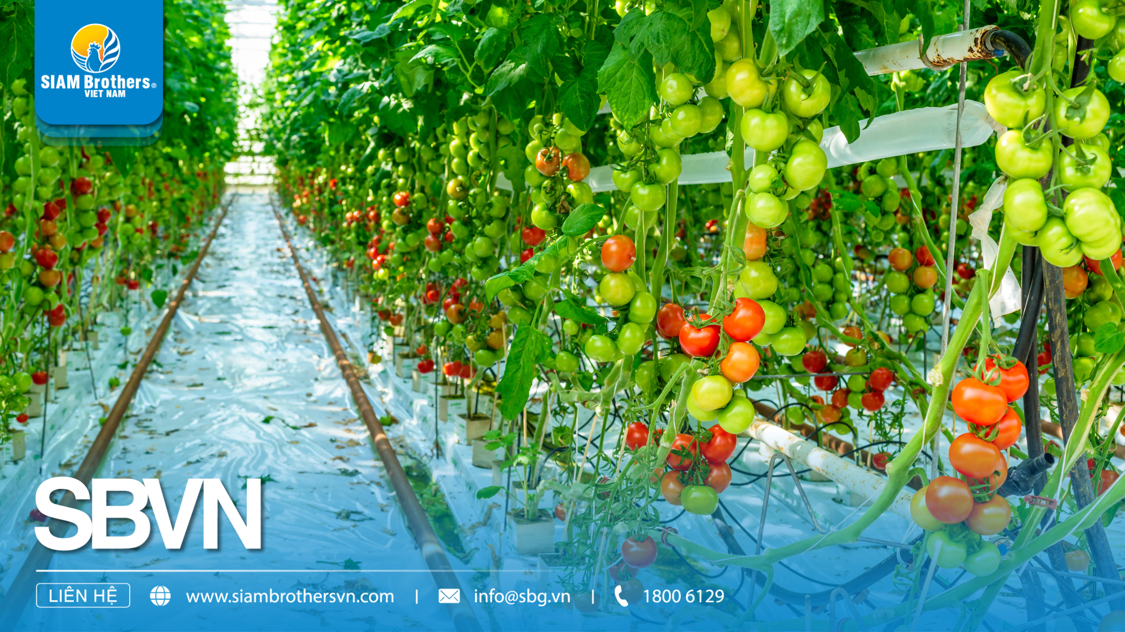 Sợi Polyethylene (PE) là gì? Ưu nhược điểm & Ứng dụng trong công – nông nghiệp