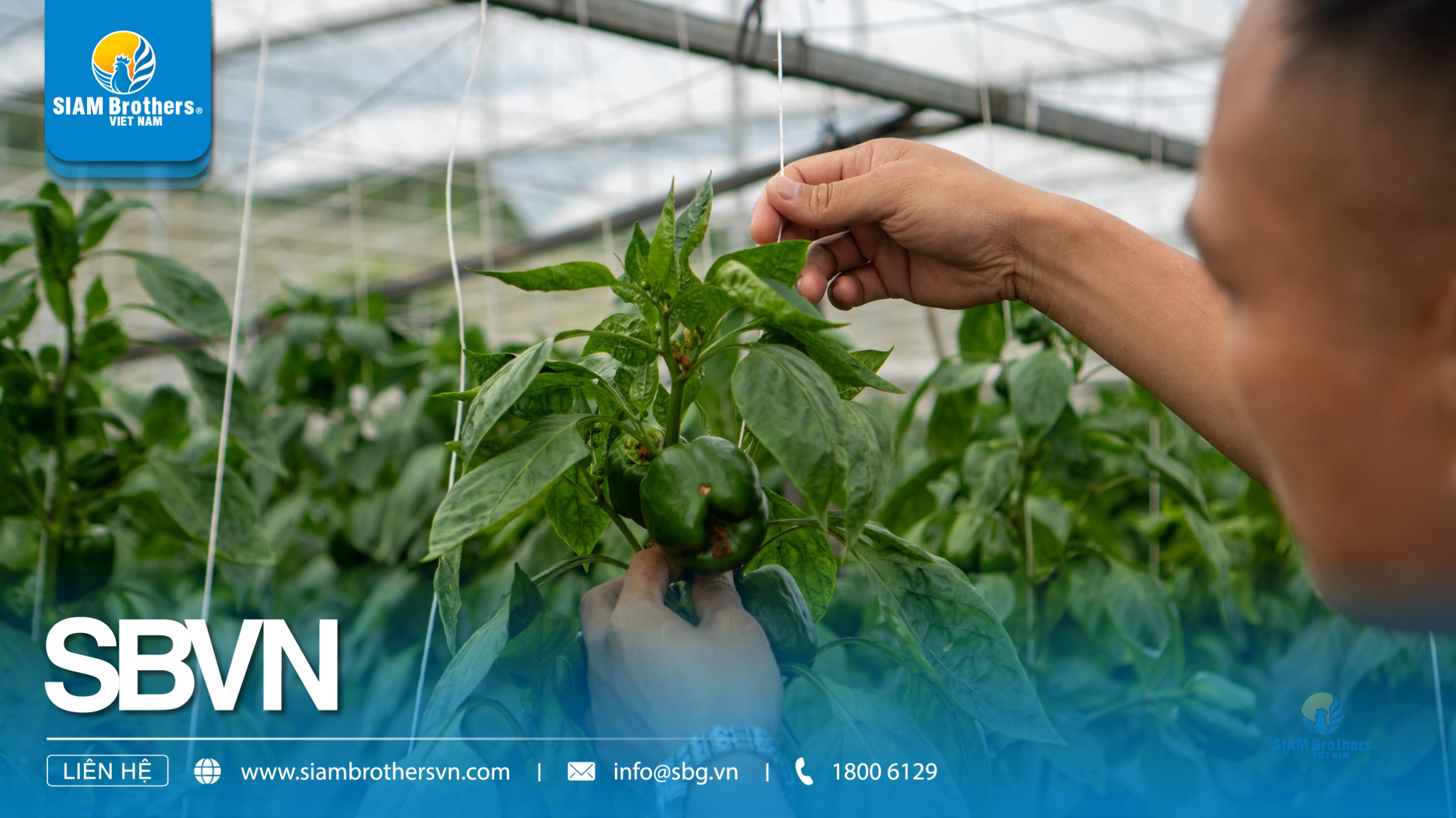 Cách sử dụng sợi se nông nghiệp để buộc cây trồng, giàn leo và bảo vệ sản phẩm mùa vụ