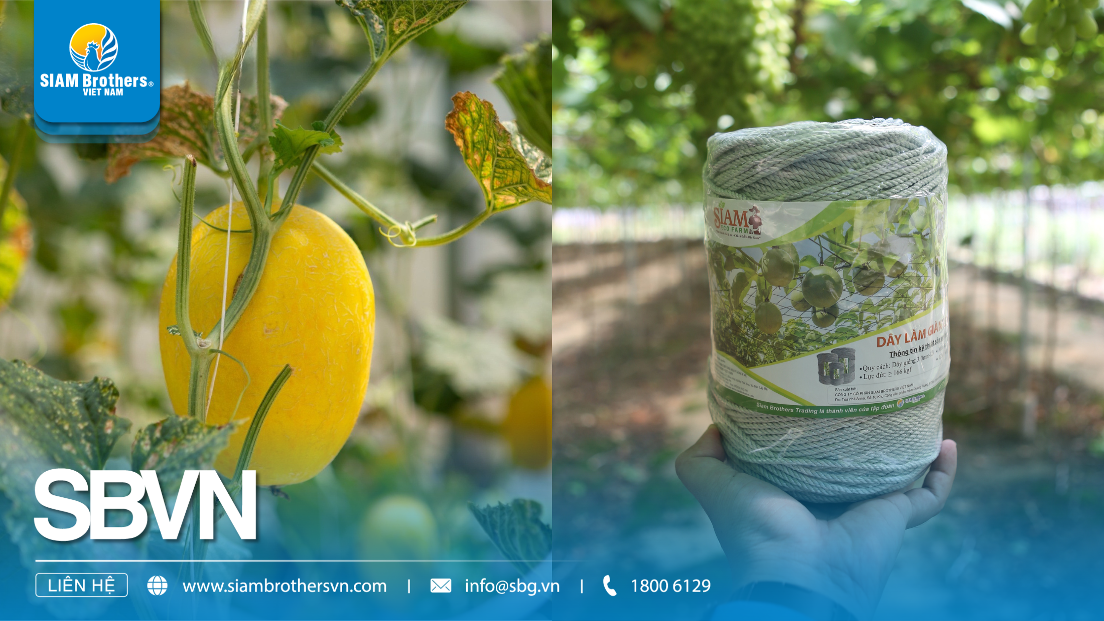 Cách sử dụng sợi se nông nghiệp để buộc cây trồng, giàn leo và bảo vệ sản phẩm mùa vụ