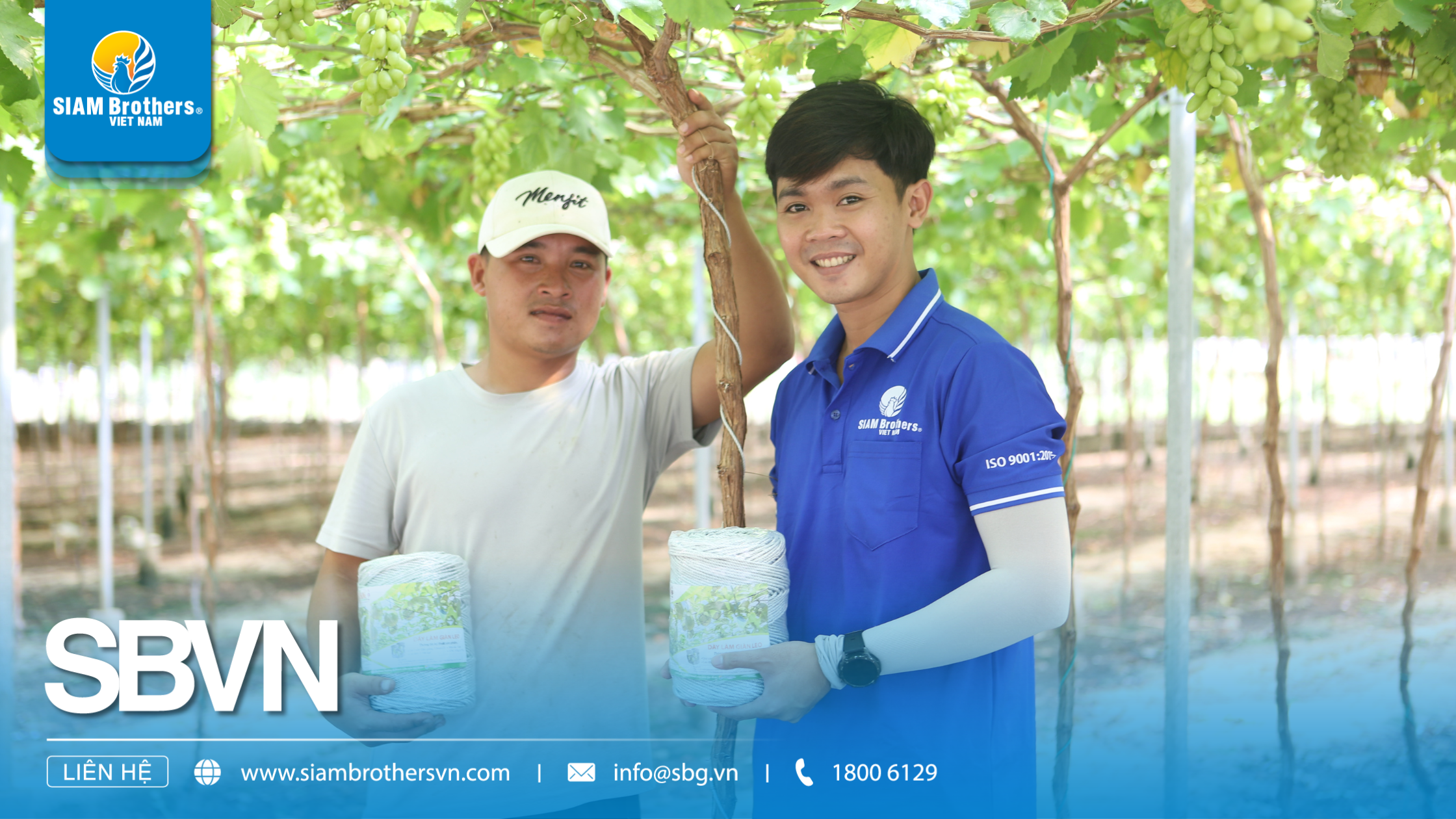 Cách sử dụng sợi se nông nghiệp để buộc cây trồng, giàn leo và bảo vệ sản phẩm mùa vụ