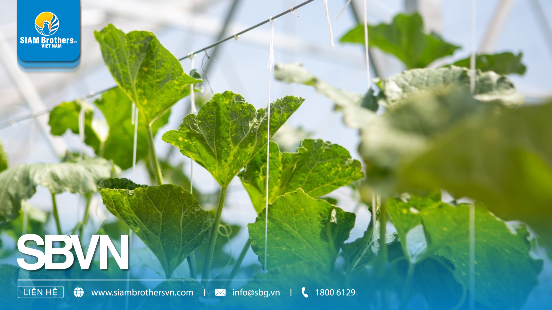 Cách sử dụng sợi se nông nghiệp để buộc cây trồng, giàn leo và bảo vệ sản phẩm mùa vụ