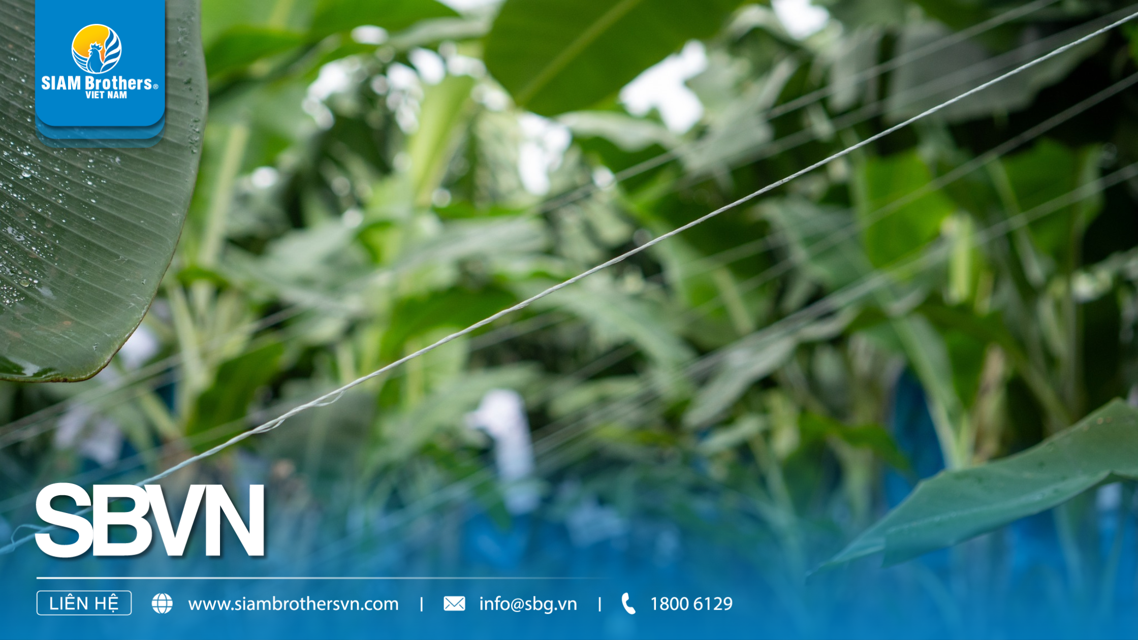Cách sử dụng sợi se nông nghiệp để buộc cây trồng, giàn leo và bảo vệ sản phẩm mùa vụ