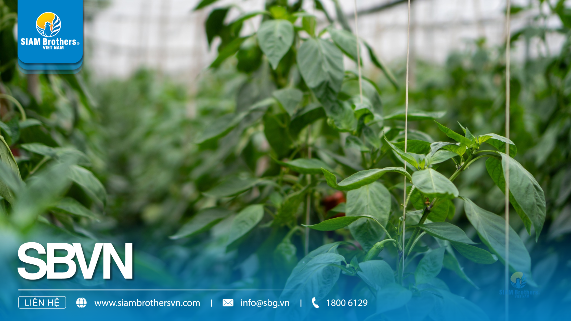 Cách sử dụng sợi se nông nghiệp để buộc cây trồng, giàn leo và bảo vệ sản phẩm mùa vụ