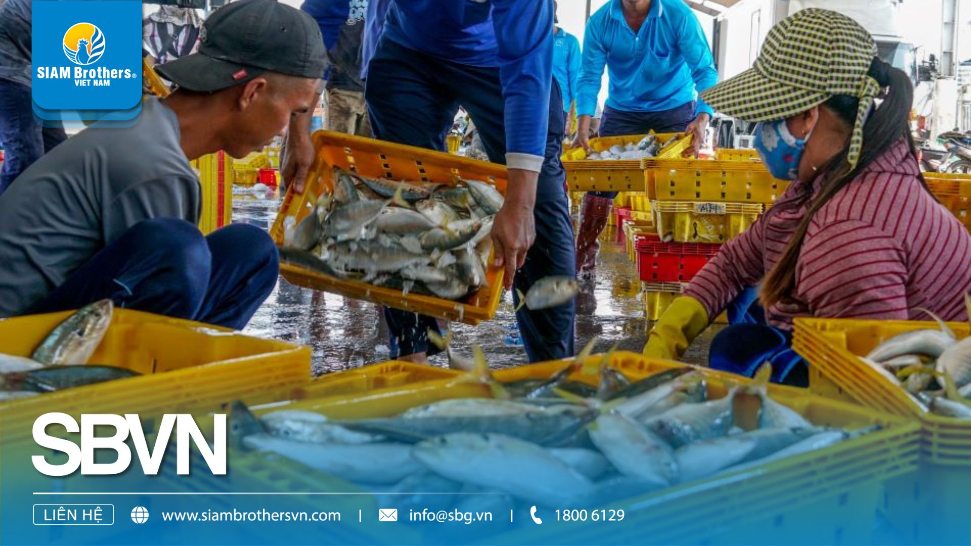 Sóng Nhựa Đựng Cá – Ứng Dụng Bền Vững Cho Ngành Ngư Nghiệp