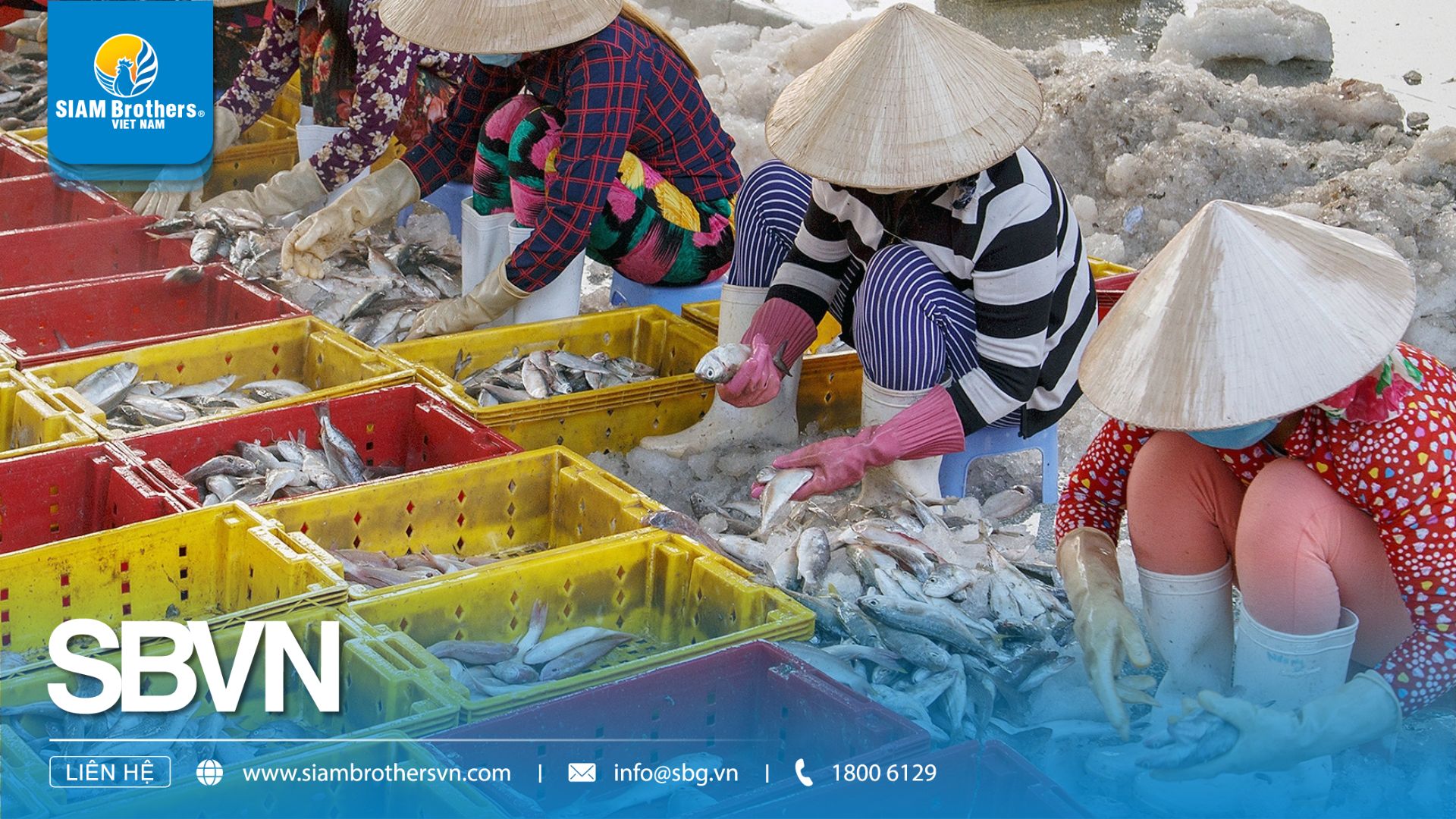 Sóng Nhựa Đựng Cá – Ứng Dụng Bền Vững Cho Ngành Ngư Nghiệp