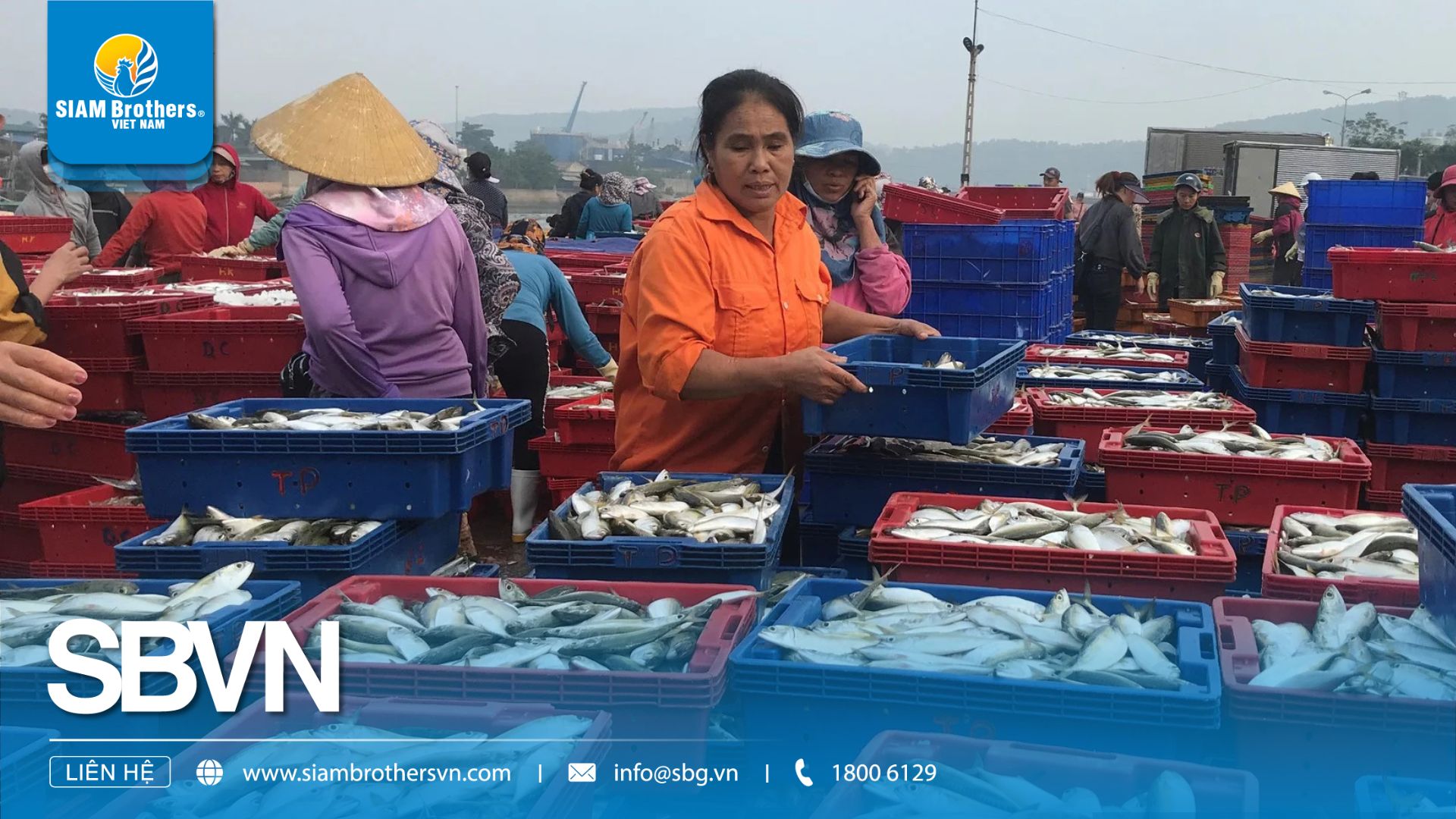 Sóng Nhựa Đựng Cá – Ứng Dụng Bền Vững Cho Ngành Ngư Nghiệp