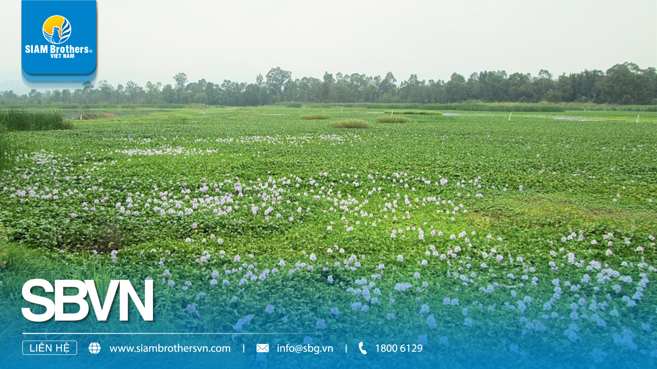 Phương pháp canh tác độc đáo trên các thửa đất Chinampas ở Mexico.