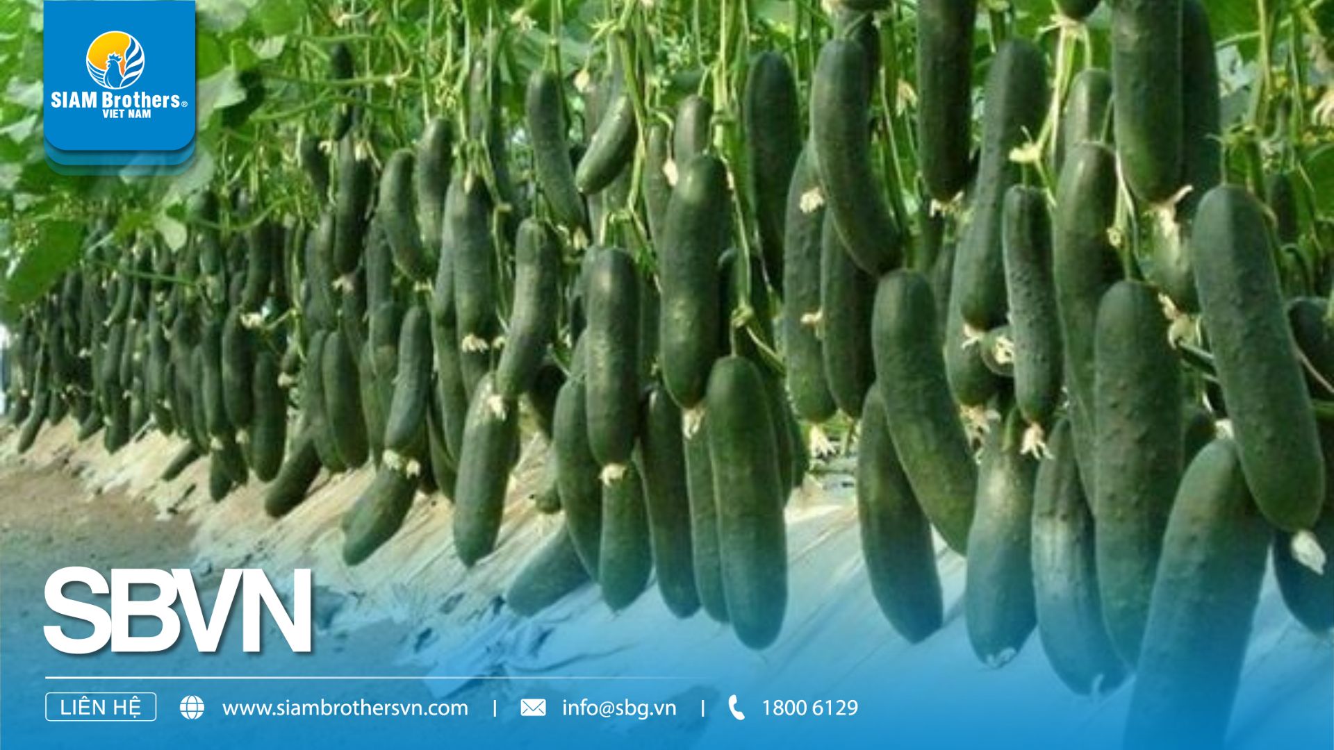 5 sai lầm thường gặp khi làm giàn leo cho cây trồng khiến năng suất giảm